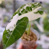 アロカシア グリーンベルベット / Alocasia Green Velvet / 観葉植物