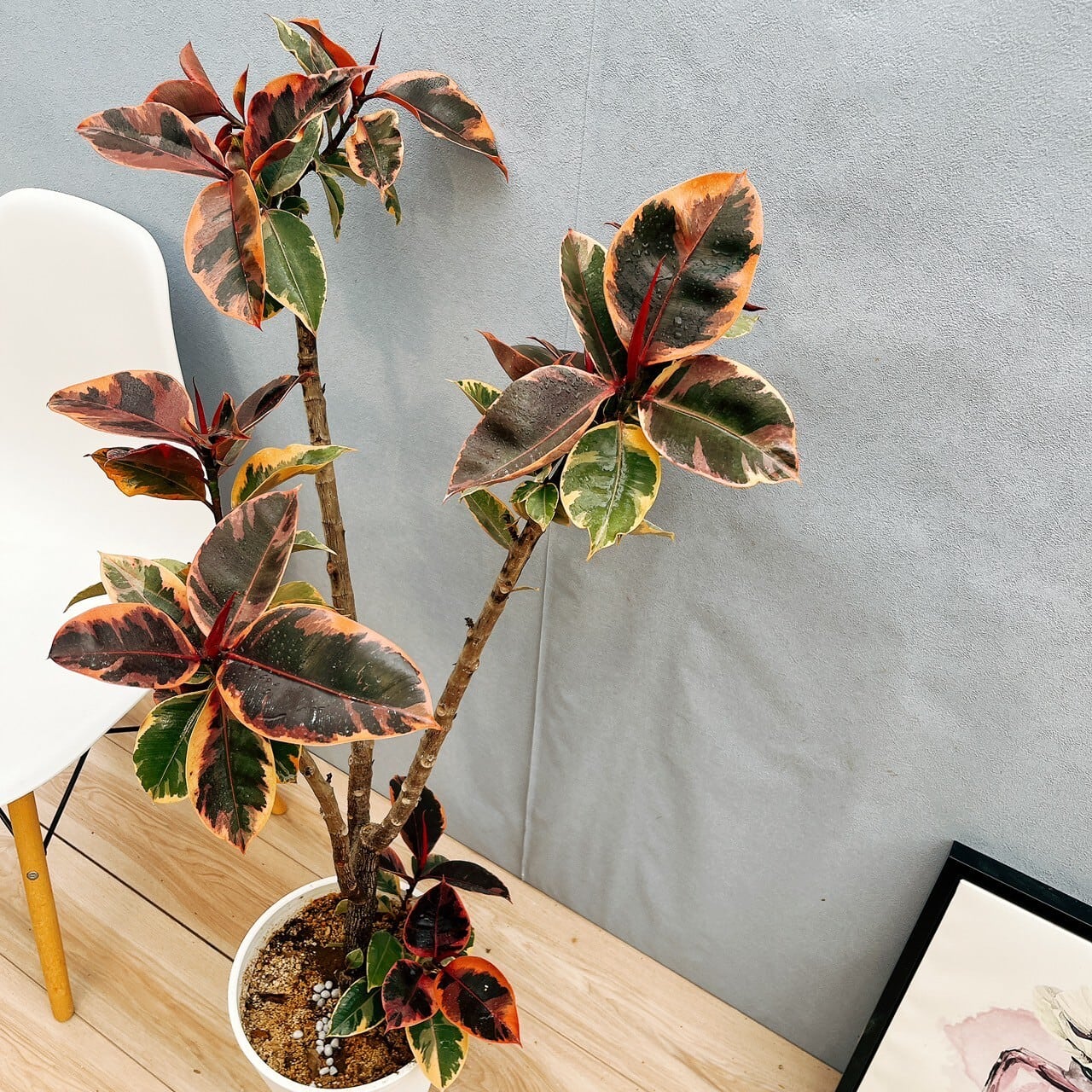 現品］93番 フィカスルビー 8号 観葉植物 室内 おしゃれ ゴムの木 育て