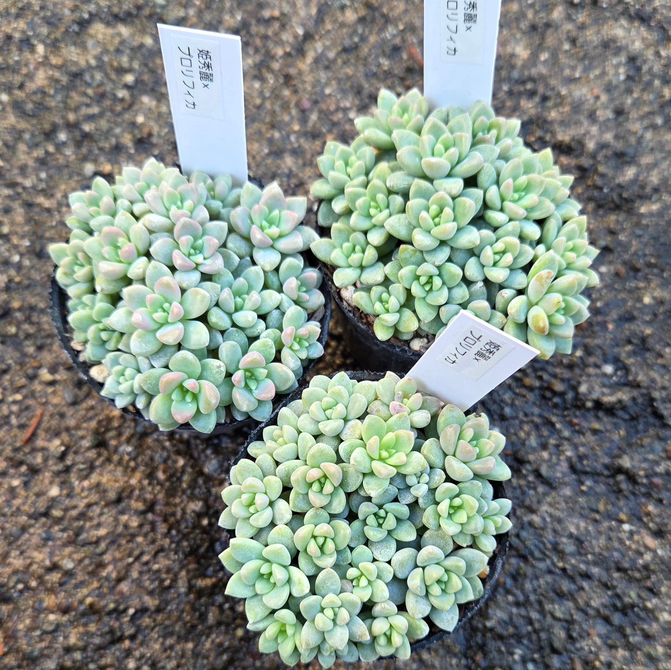 姫秋麗×プロリフィカ | 多肉Garden＊Grow