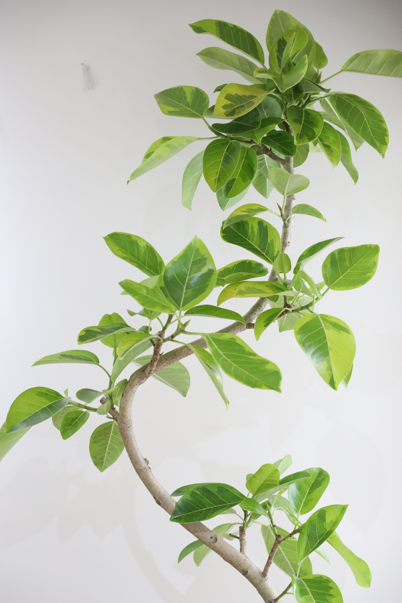 【L】【渋谷区周辺エリア/配送料無料】【190cm】フィカス アルテシマ/Ficus Altissima　※鉢カバー別