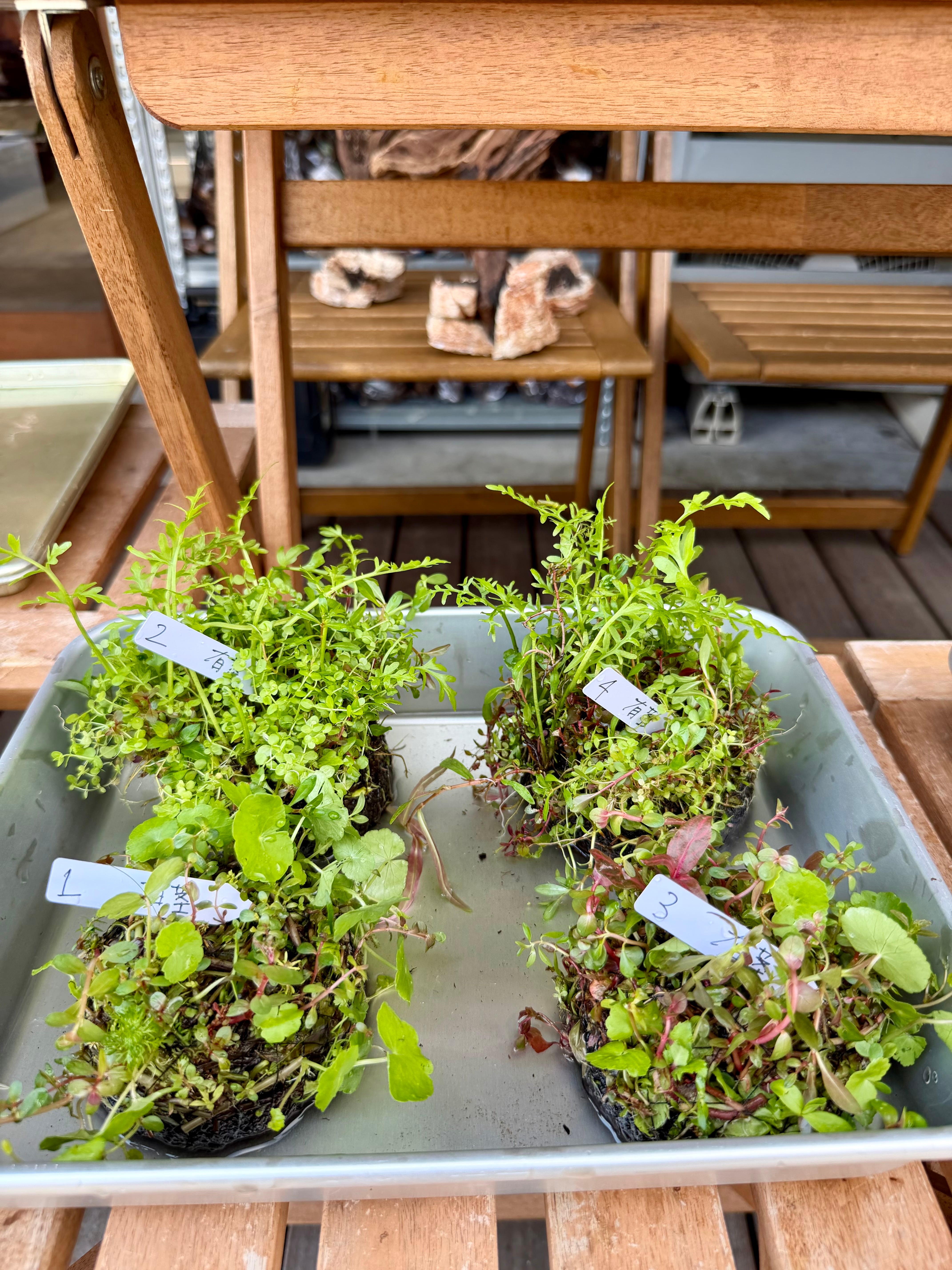 侘び草 | あかだまちゃんのお店 侘び草 | あかだまちゃんのお店