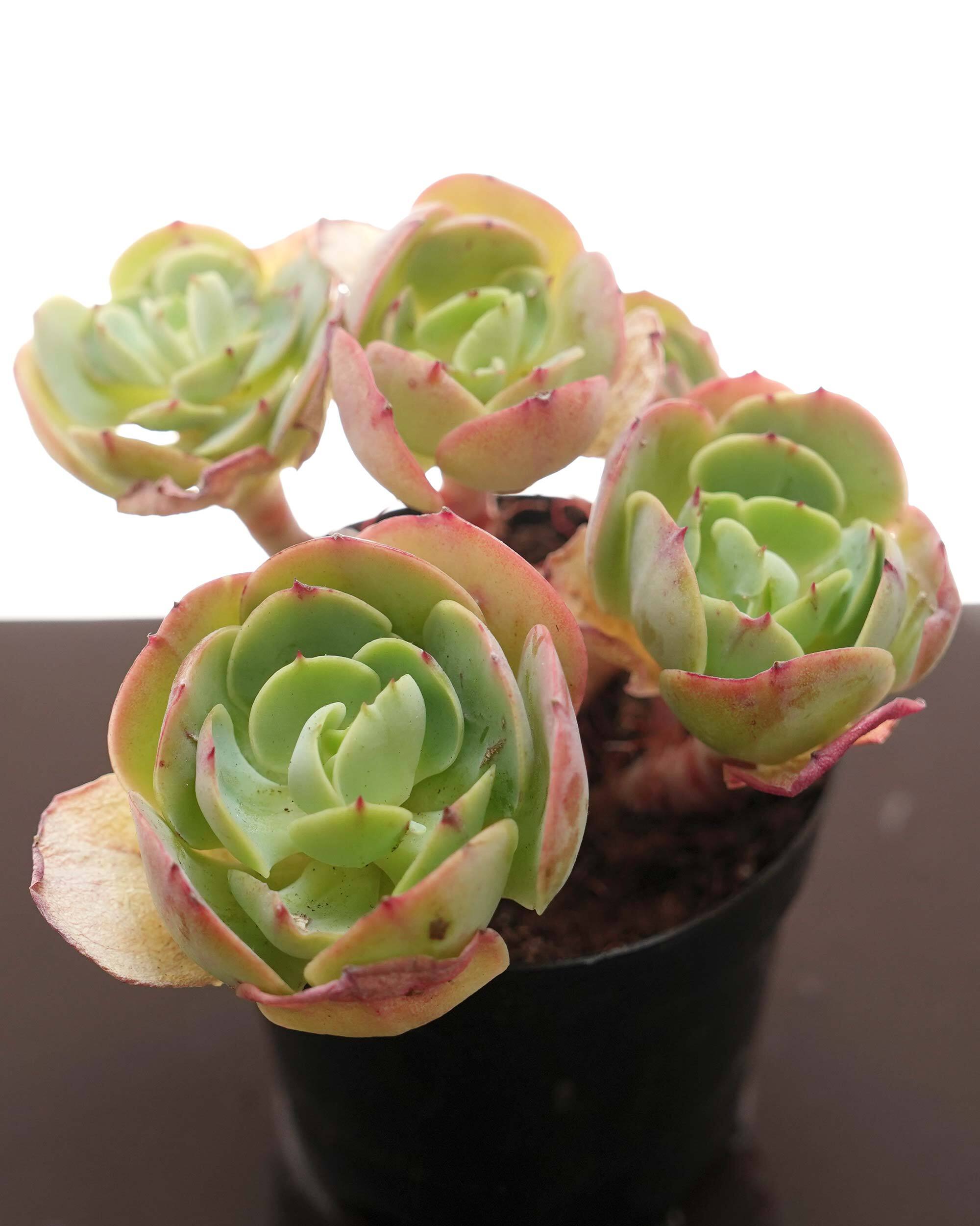 多肉☆ピーチプリデ（特大）・抜き苗 抜き苗 ピーチプリデ 群生 Echeveria 'Peach Pride' | PUKUBOOK SUCCULENTS