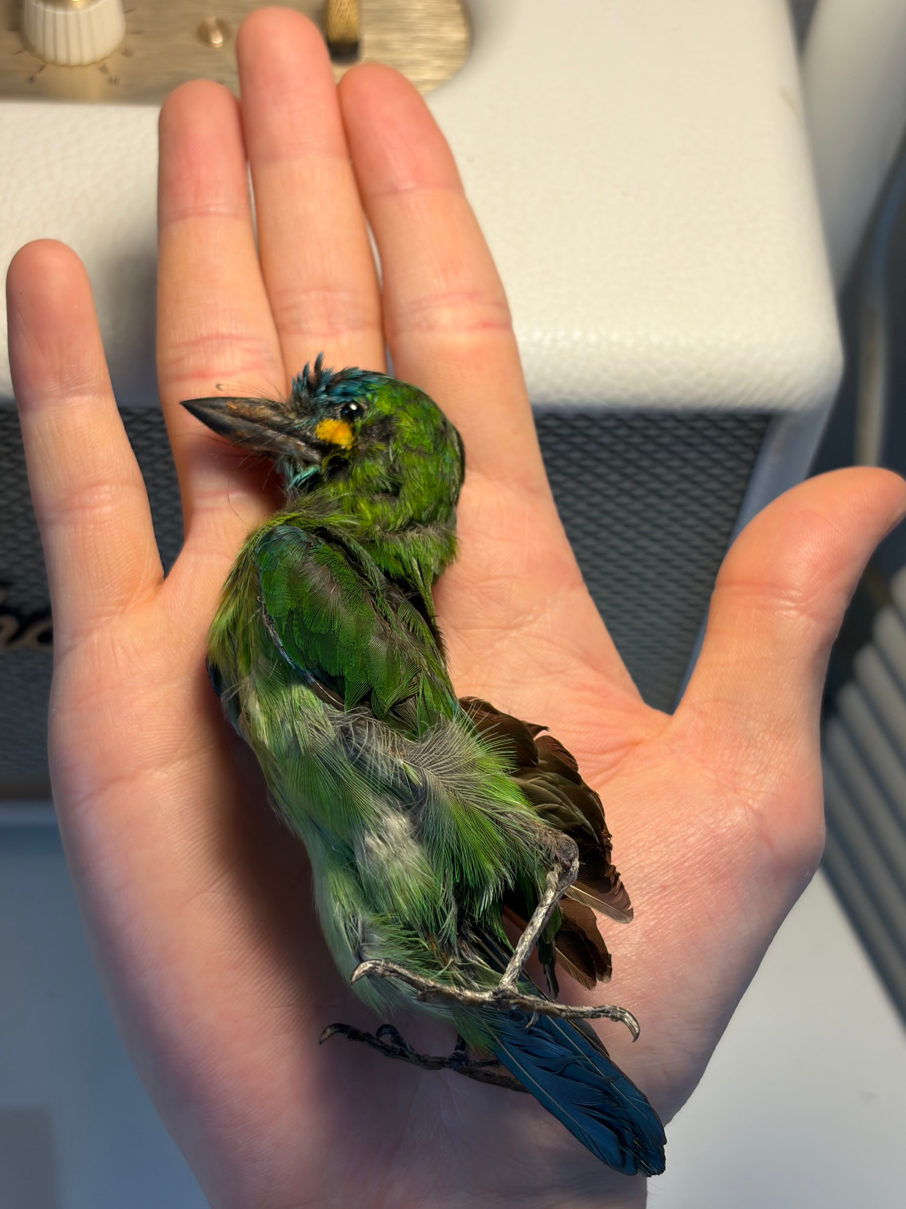 鳥剥製】アオミミゴシキドリ yellow-eared barbet Psilopogon