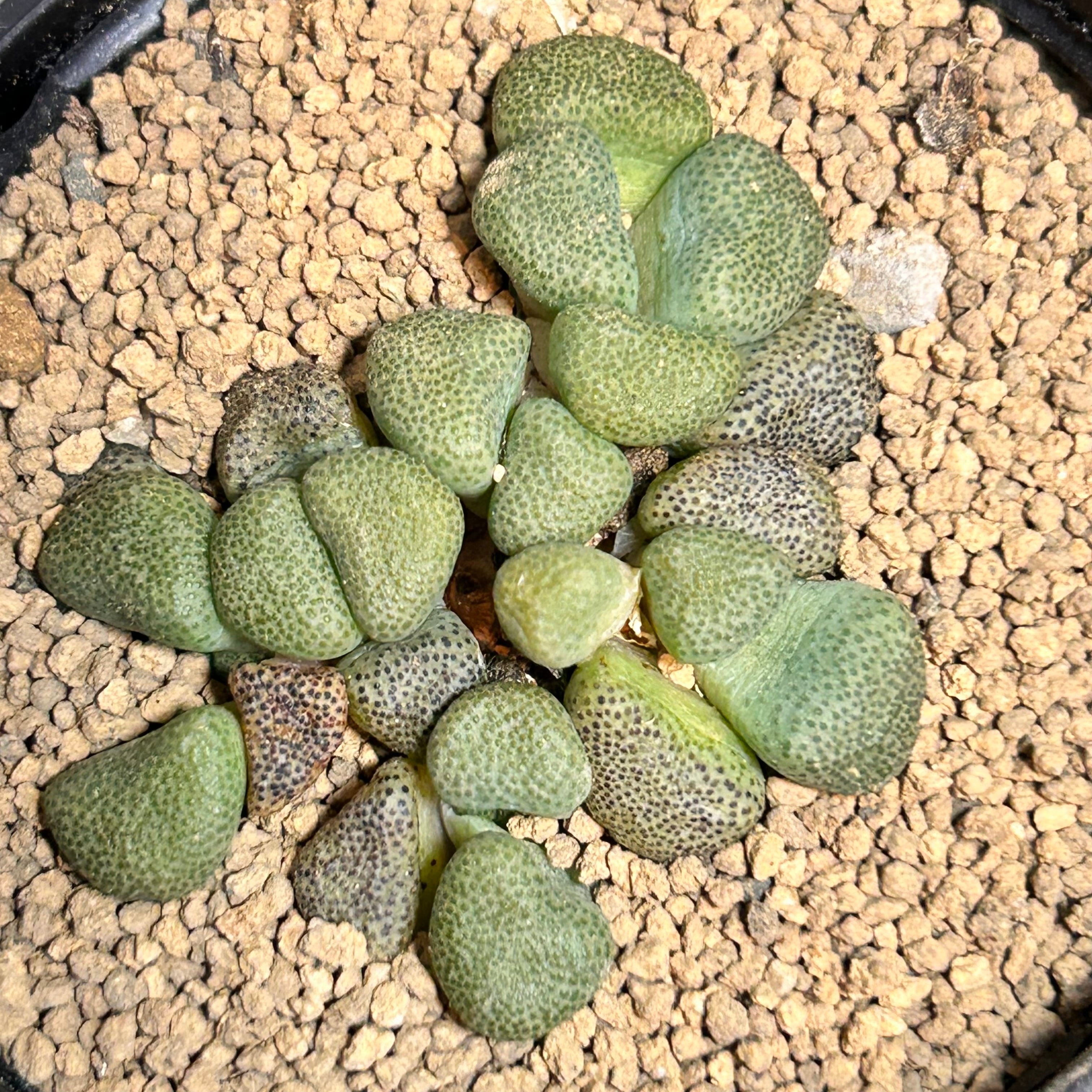 アエオニウム | RuPo 多肉植物専門店