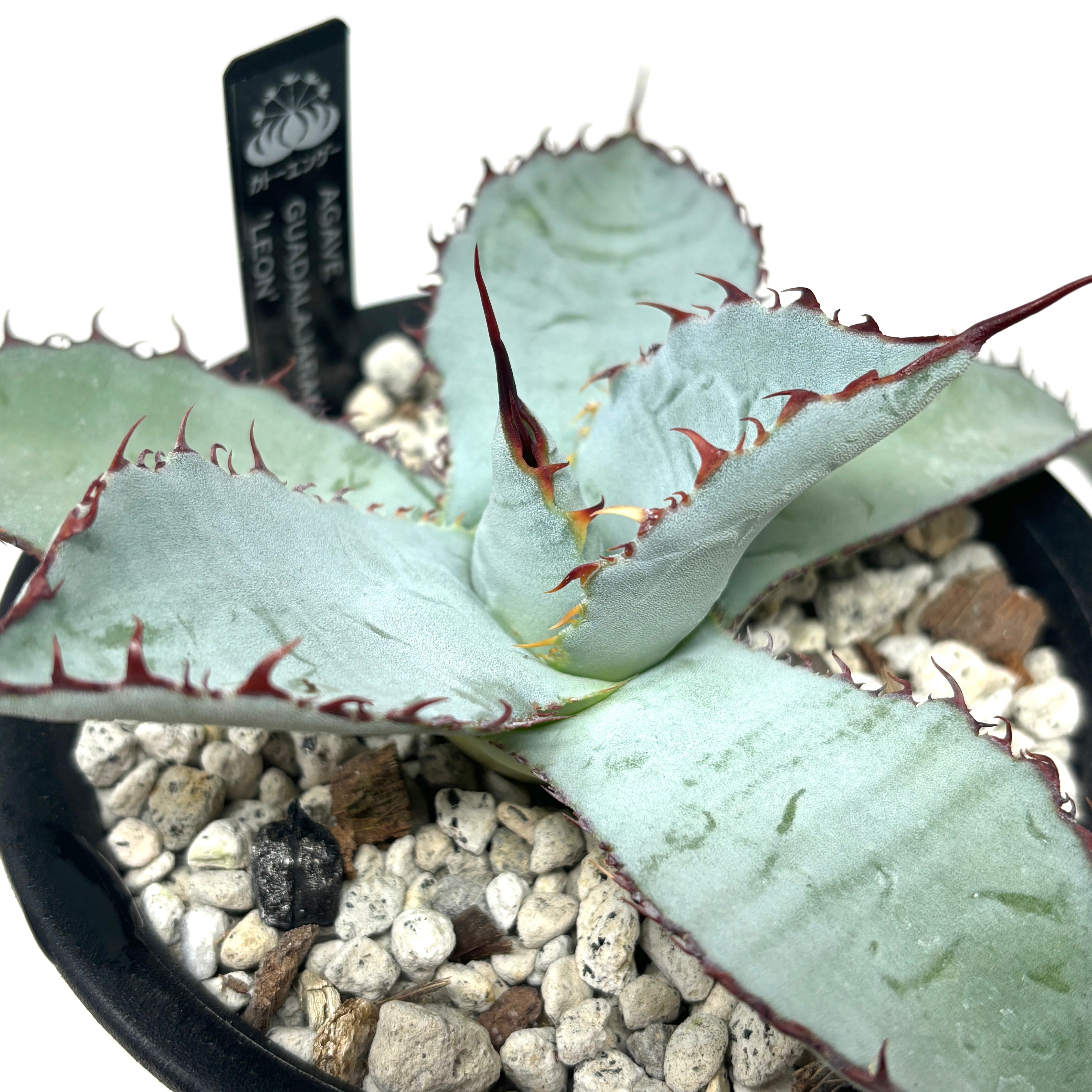 アガベ　グアダラハラナ アガベ ・グアダラハラナ 7号 1鉢の通販 | GreenSnap STORE