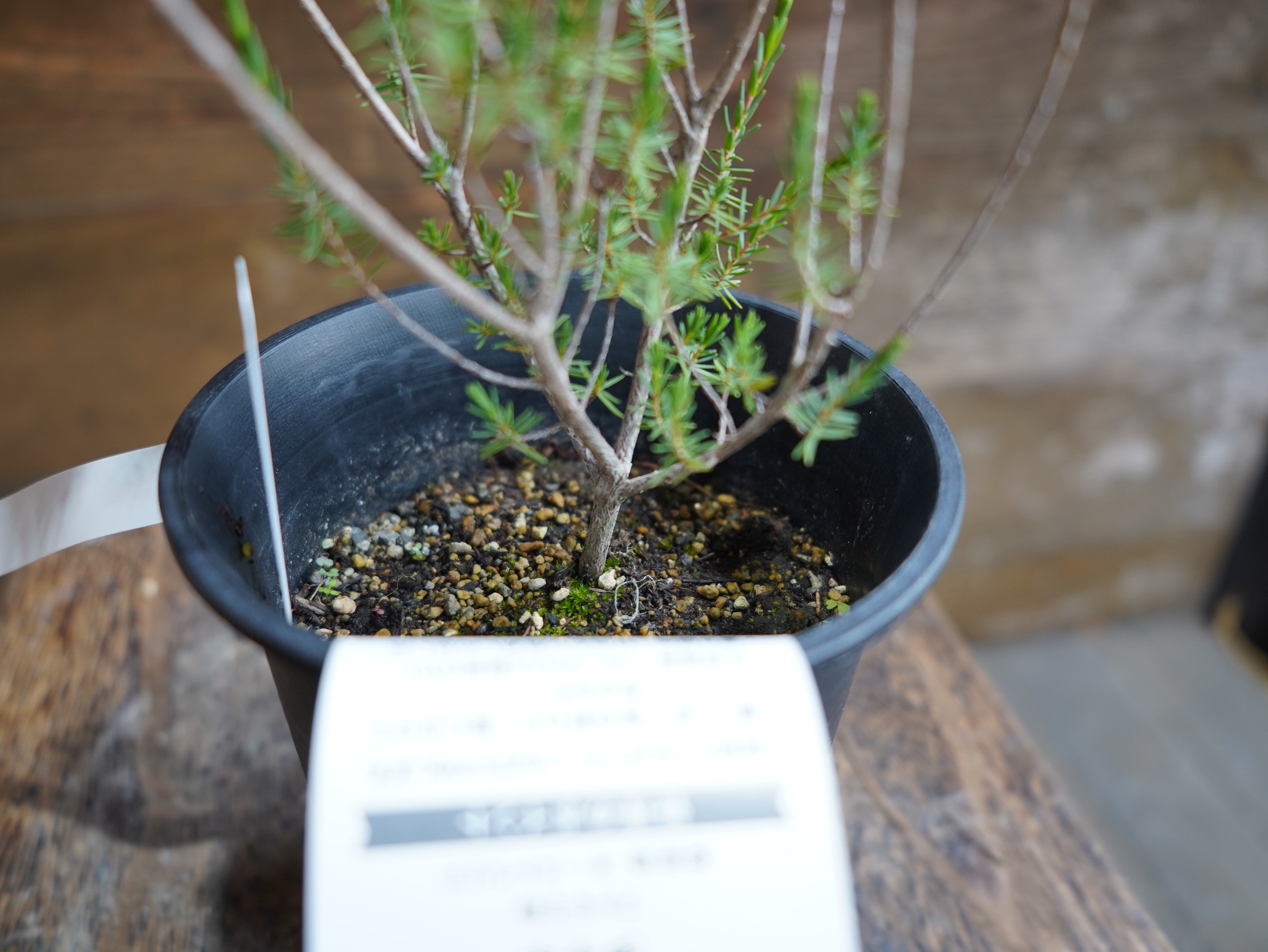 【現物】ビューフォーティア　プルプレア　A