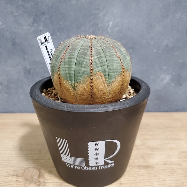 【木質化】Euphorbia obesa ユーフォルビア オベサ