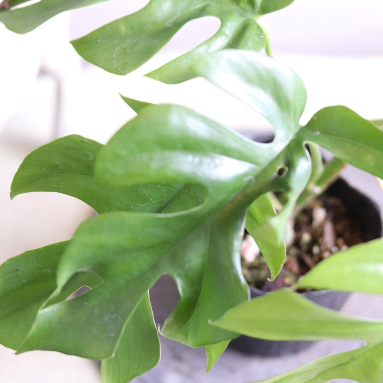 初心者にもおオススメ　ヒメモンステラB｜オシャレな観葉植物　丈夫で手がかからない　ギフトにも