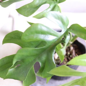 初心者にもおオススメ　ヒメモンステラB｜オシャレな観葉植物　丈夫で手がかからない　ギフトにも
