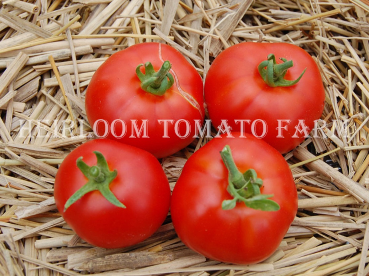 Heirloom Tomato Scores By Dwarf エアルーム トマト スコアー バイ ドワーフ Heirloom Tomato Farm
