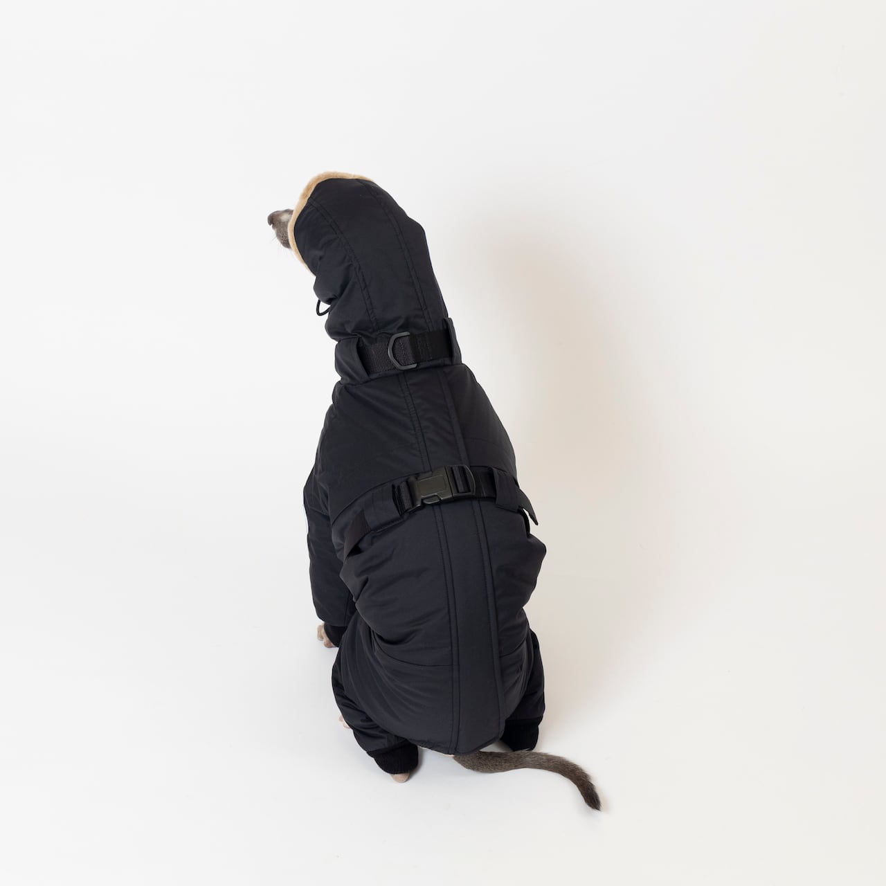 ボンバーヒートジャケット2024 black / イタグレ服 | イタグレ服