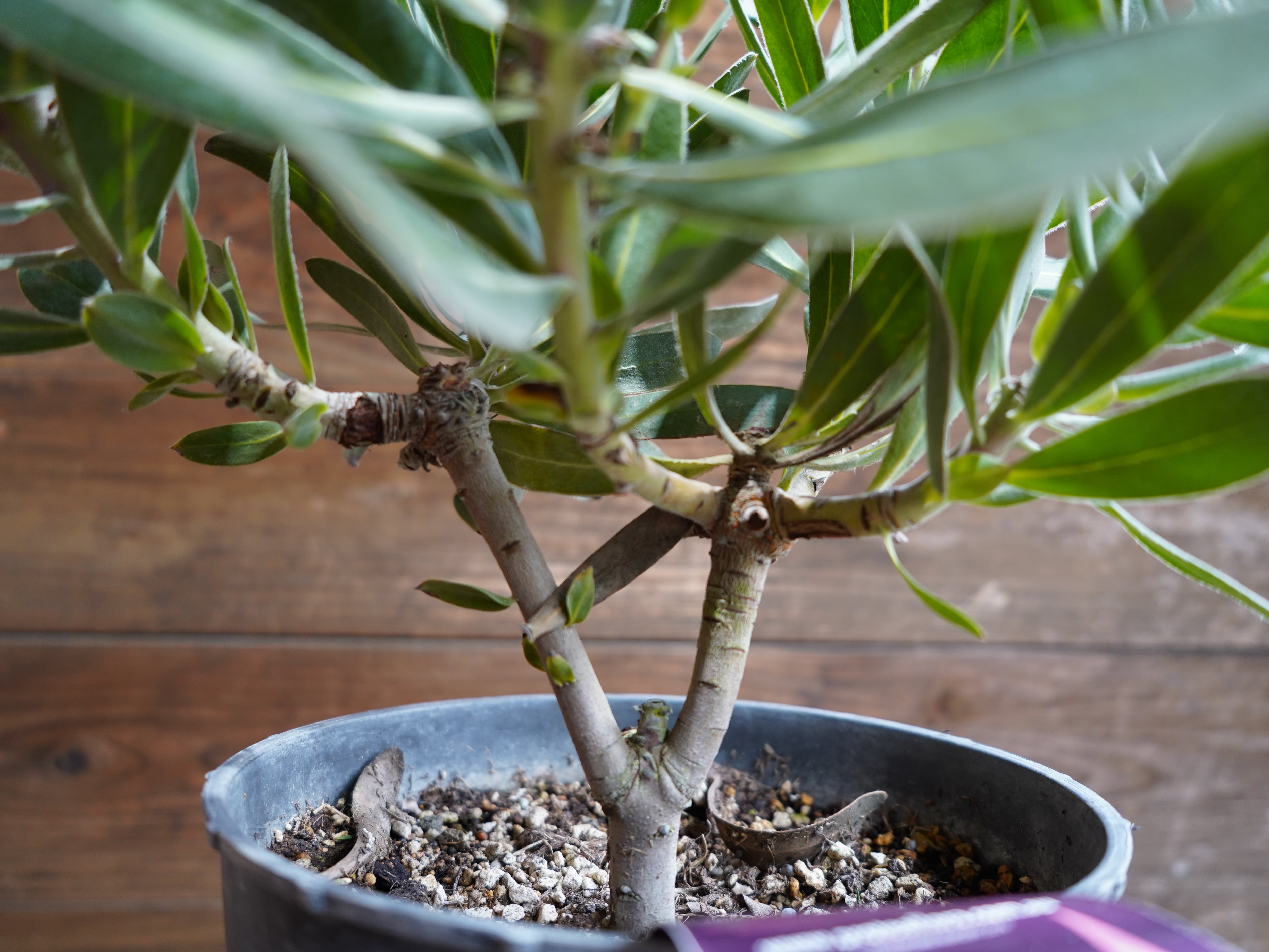 【現物】プロテア　”ピンクアイス”