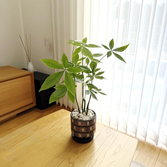 パキラ（実生）