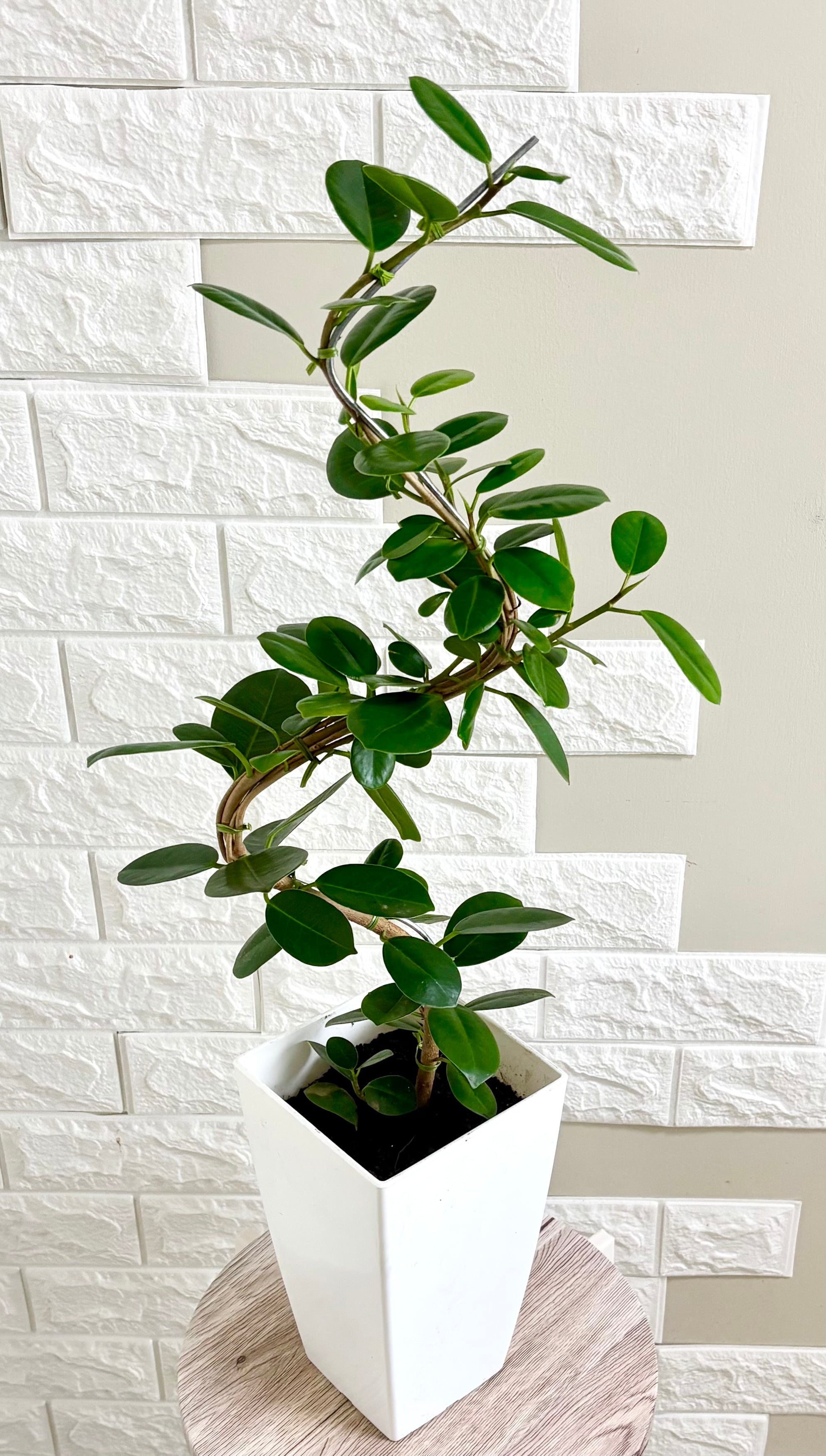 現品　ガジュマル　パンダガジュマル　古木　曲がり　観葉植物　インテリアグリーン 現品】パンダガジュマル 曲がり樹形 観葉植物 | 観葉植物のお店 feerie