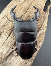 【WD】《ダイオウヒラタ 西ジャワ産 81mm ペア》