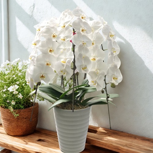 【御祝】胡蝶蘭　白3本立ち　30～36輪 画像