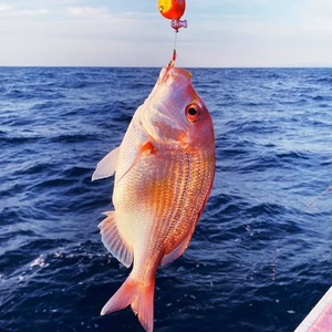 【B級品】Yoshitaro モデル	(伝承毛針)	タラ針　ランダム20本入り