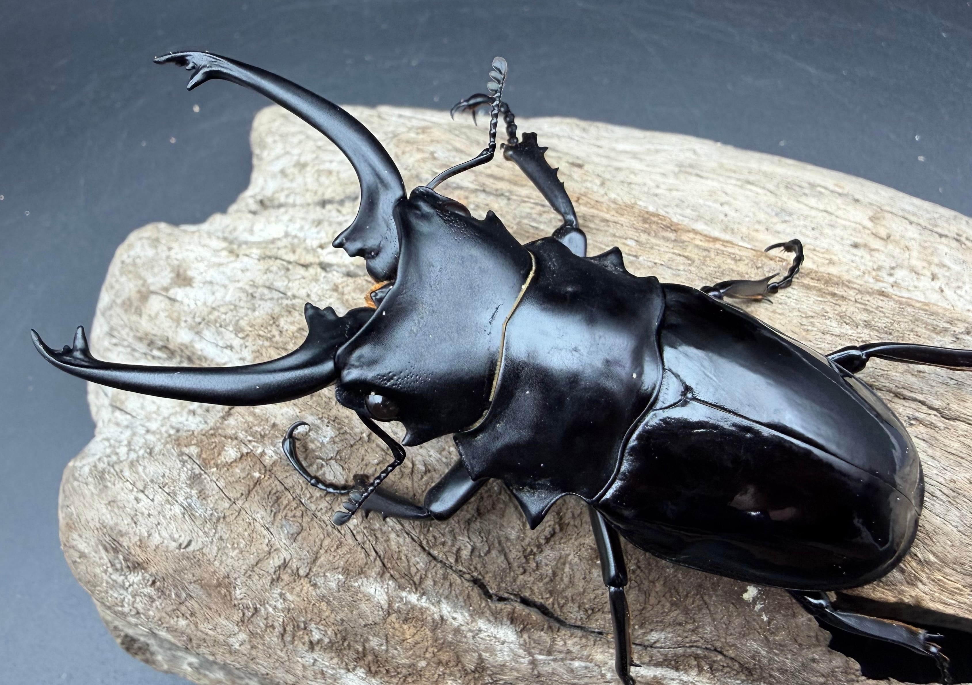 WD】《ダールマンツヤクワガタ亜種セレベンシス 89mm ペア》 | KPW公式