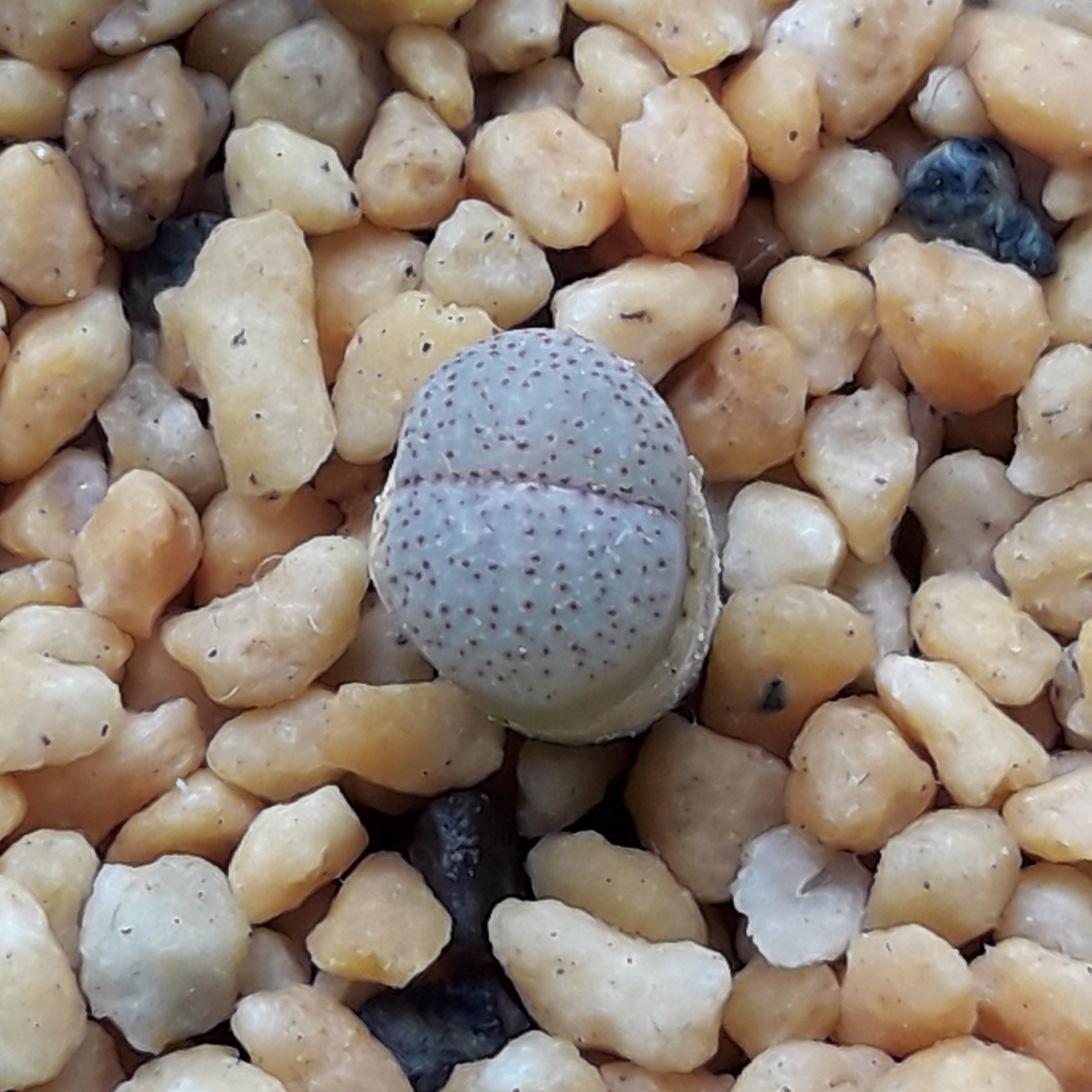 リトープス朝貢玉C178種子20粒 | リトープスぷりん