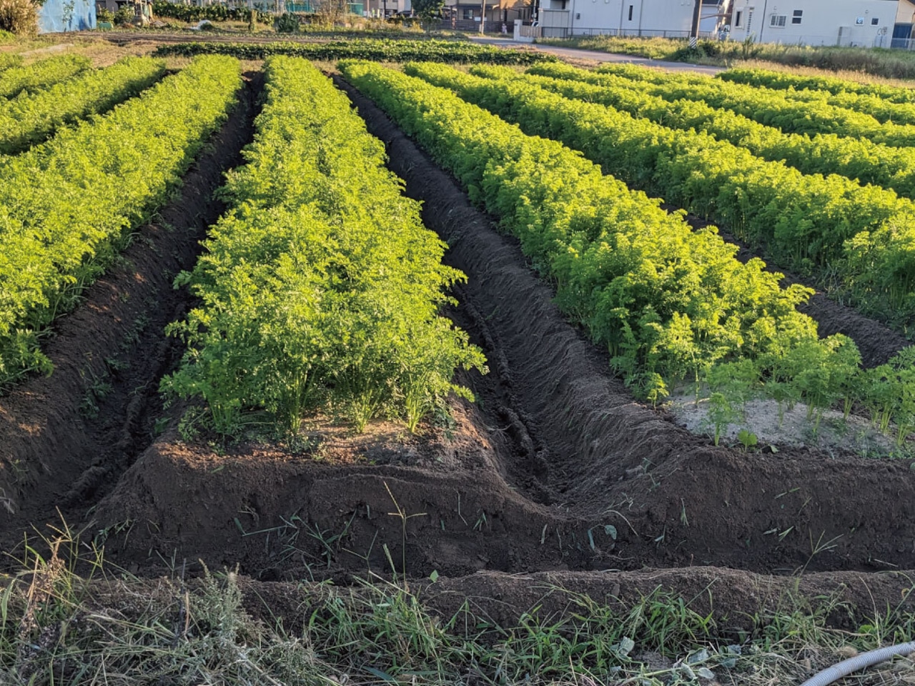 三河まんぷくファーム｢有機JAS認証にんじん8kg｣※北海道馬