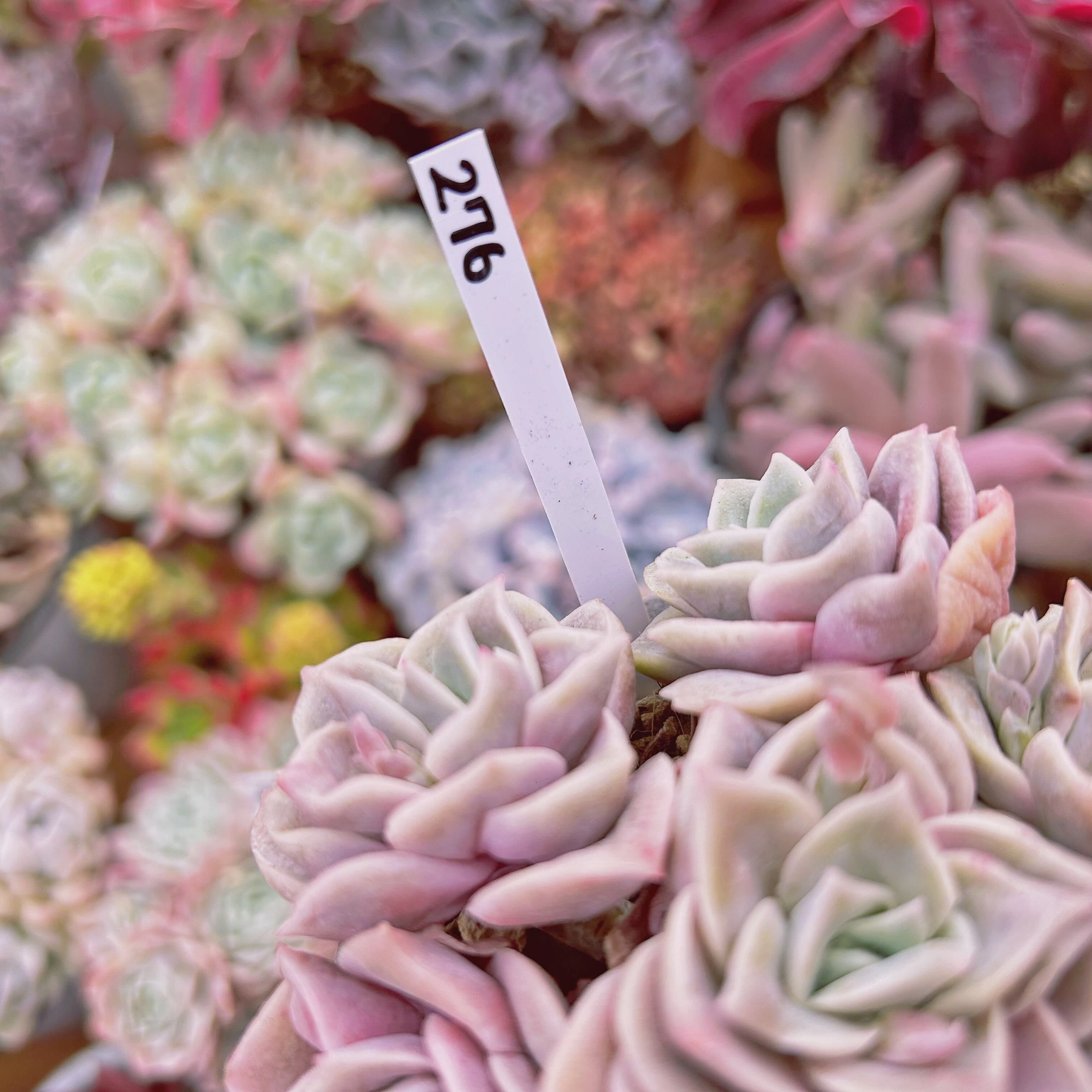 276現物 多肉植物 ラブリーローズ | るる農園~多肉植物専門