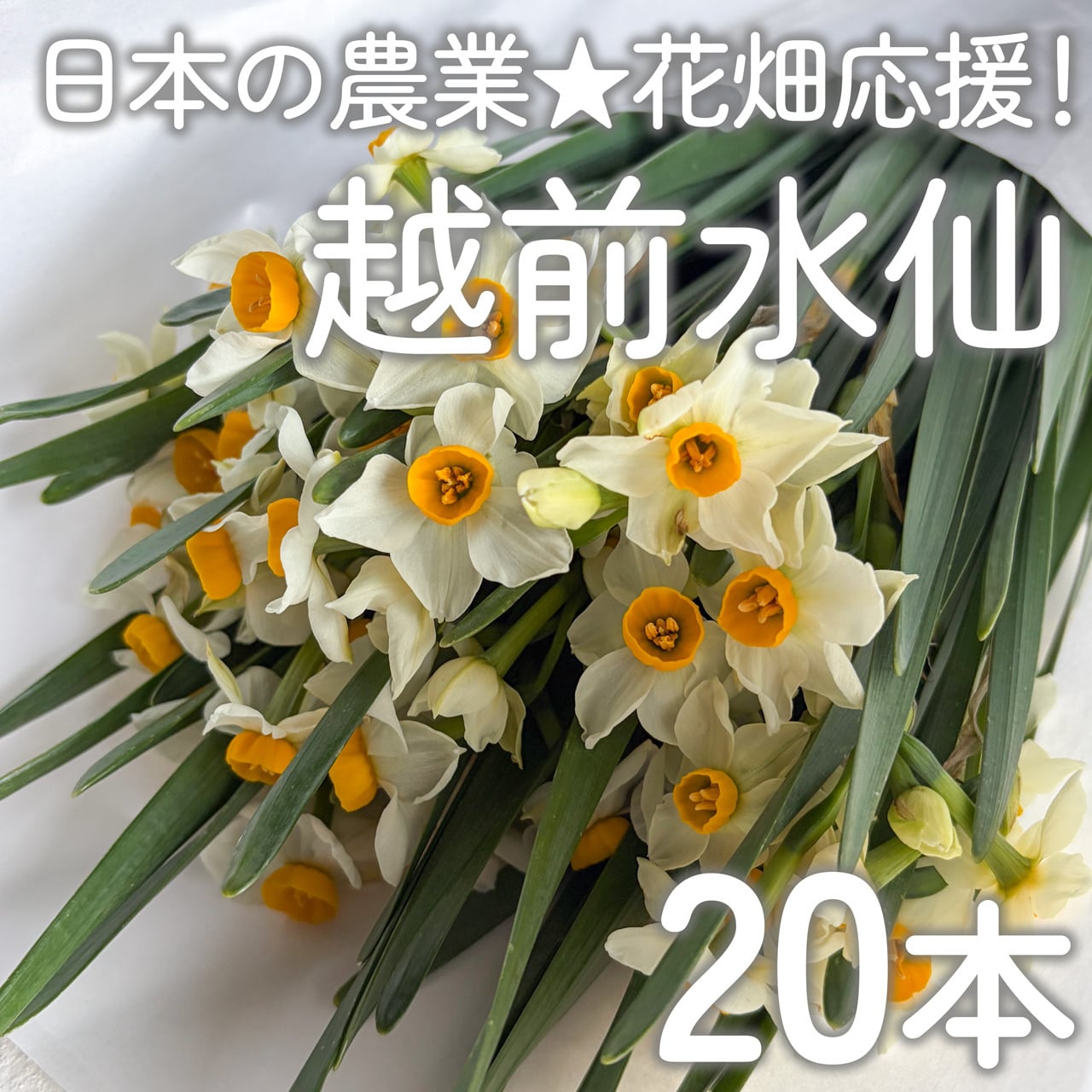 ワケあり チューリップ 30本〈富山県産〉☆規格外ですが、新鮮です