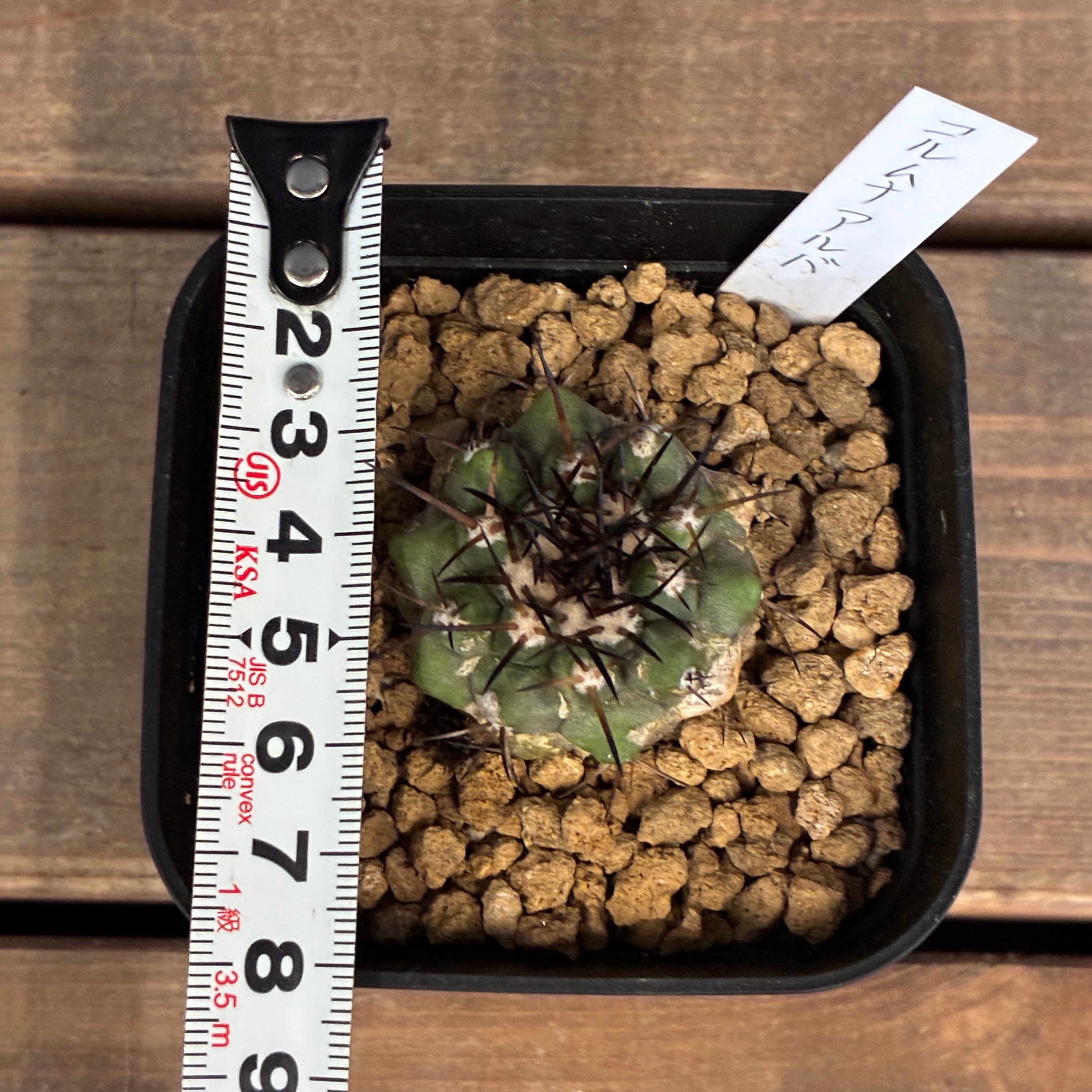 Copiapoa】サボテン コピアポア コルムナアルバ 孤竜丸 実生【329