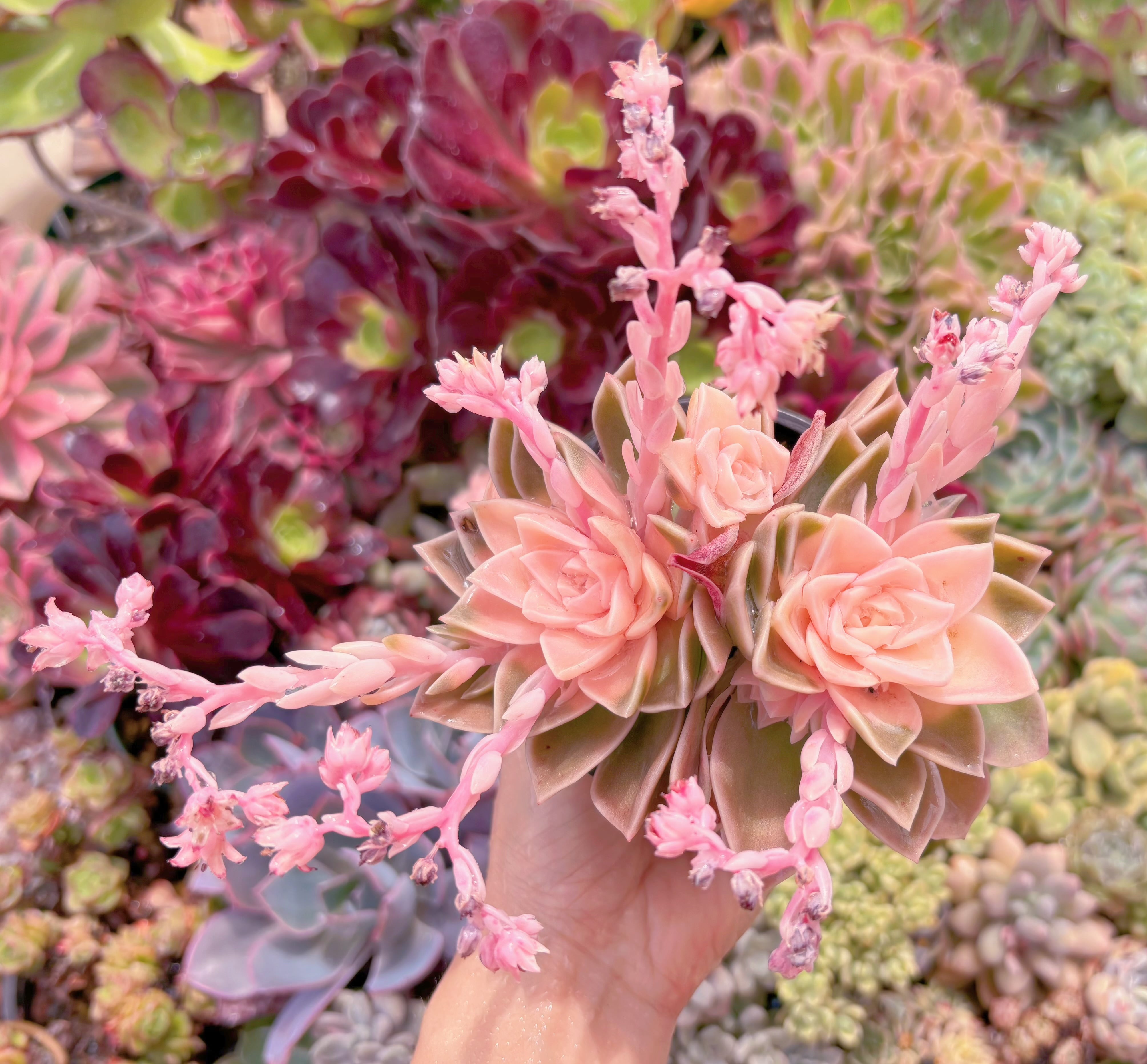 現品　ラブリーローズx白牡丹#821　2頭群生　るる農園