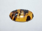 鼈甲楕円型帯留 tortoiseshell work obi sash clip(No7)