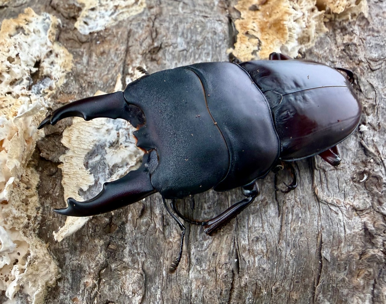 【WF4】《デタニヒラタ 53mm ペア》わたくわ氏ブリード個体