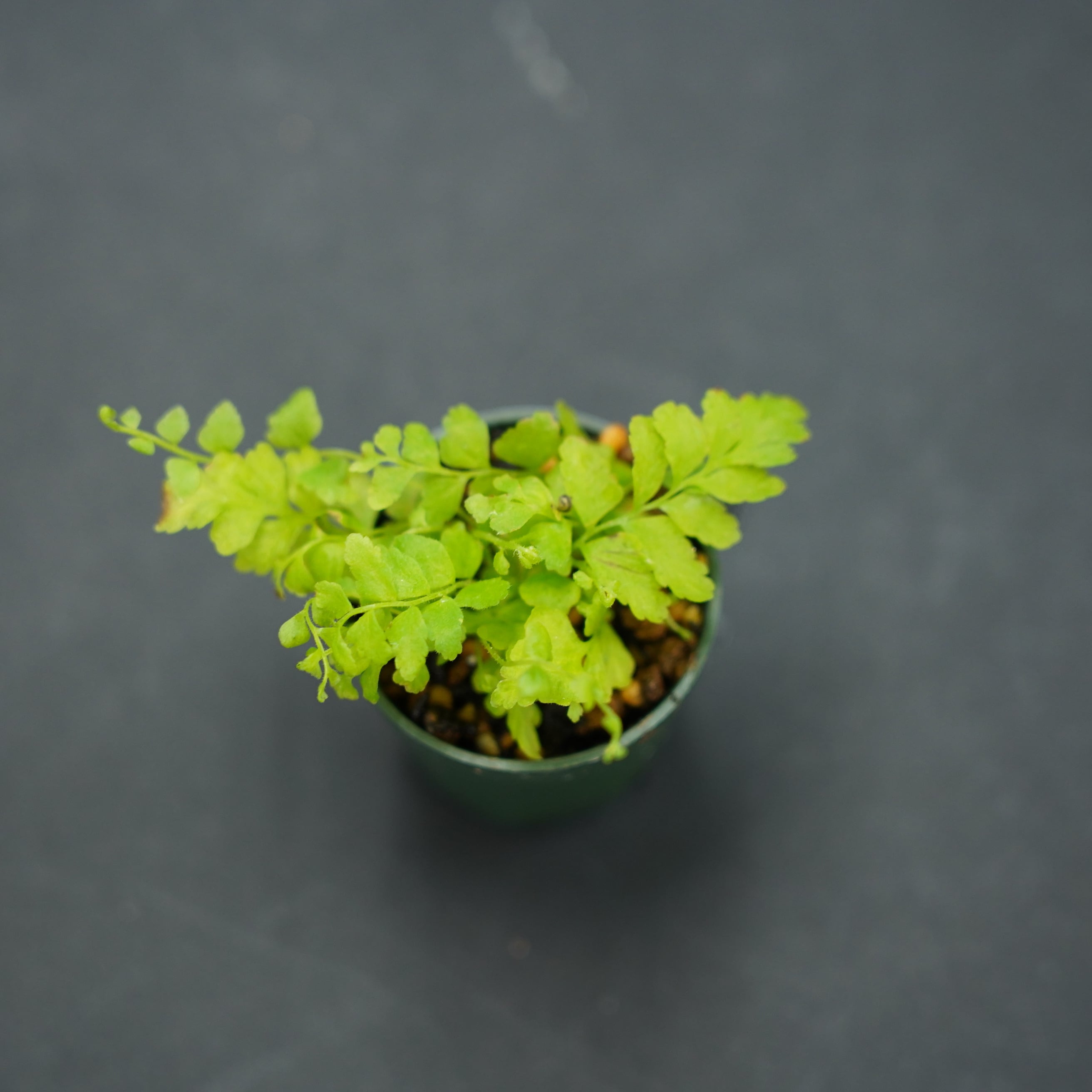ネフロレピス ”ボストンブルーベル”（シダ植物） 苔テラリウム作製用