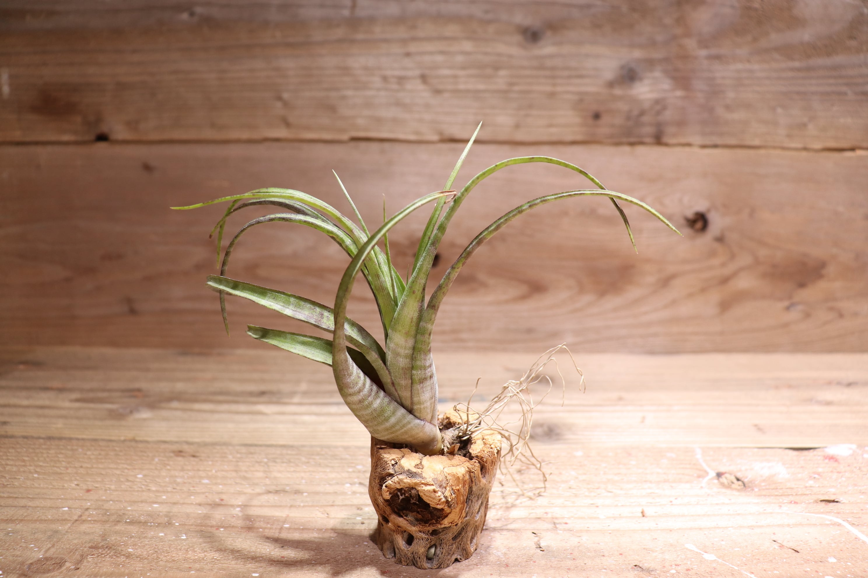 送料無料】flexuosa twisted form 〔エアプランツ〕現品発送