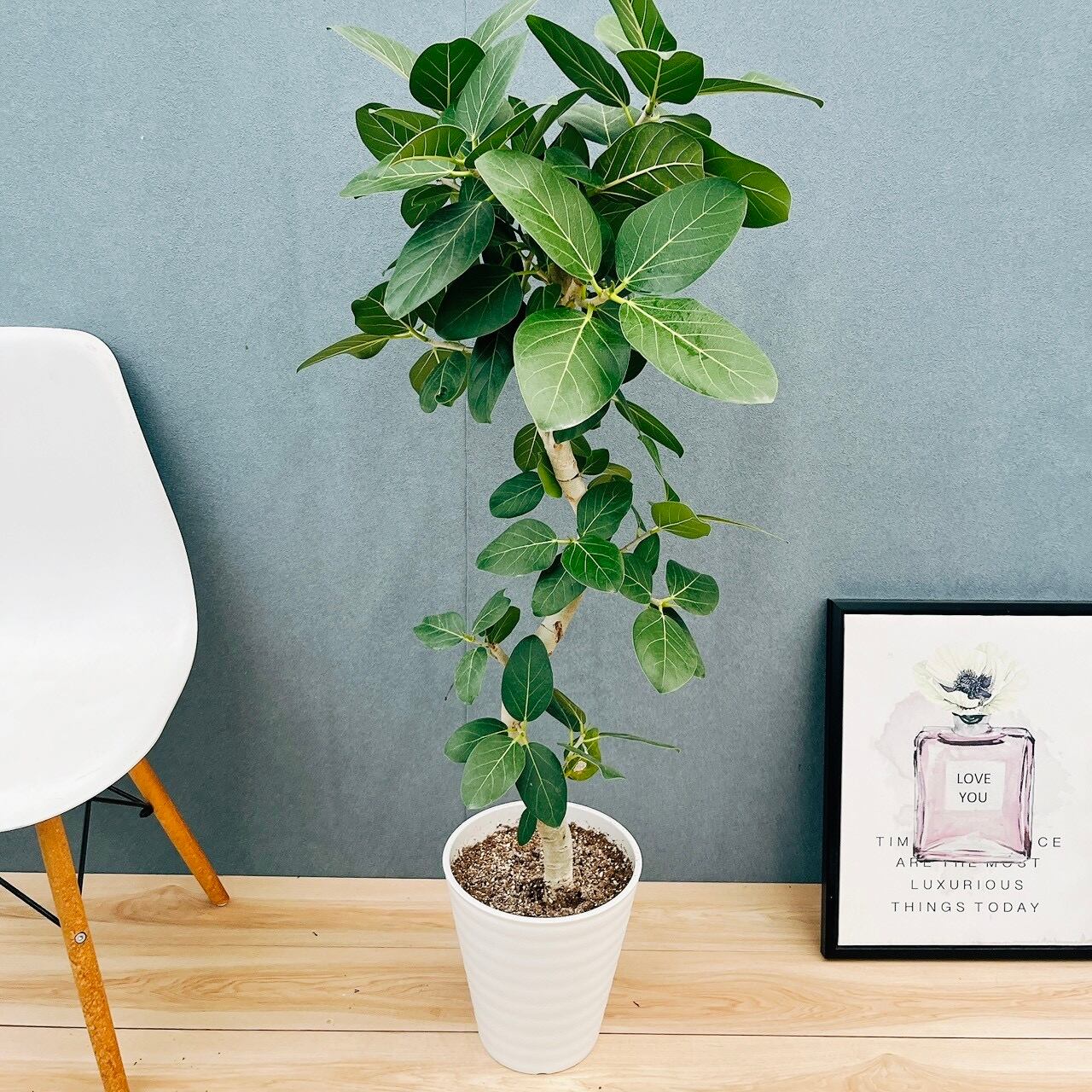 現品］20番 フィカス エラスティカ ソフィア 7号 観葉植物 室内 人気