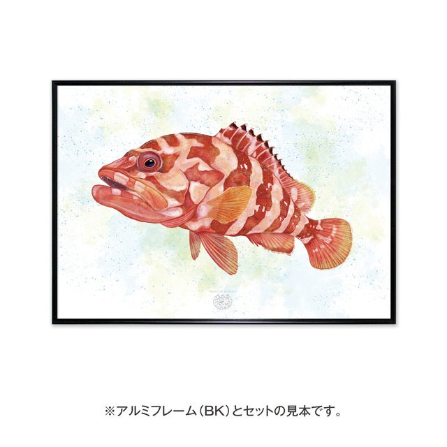 【海のいきものアートポスター／魚】アカハタ