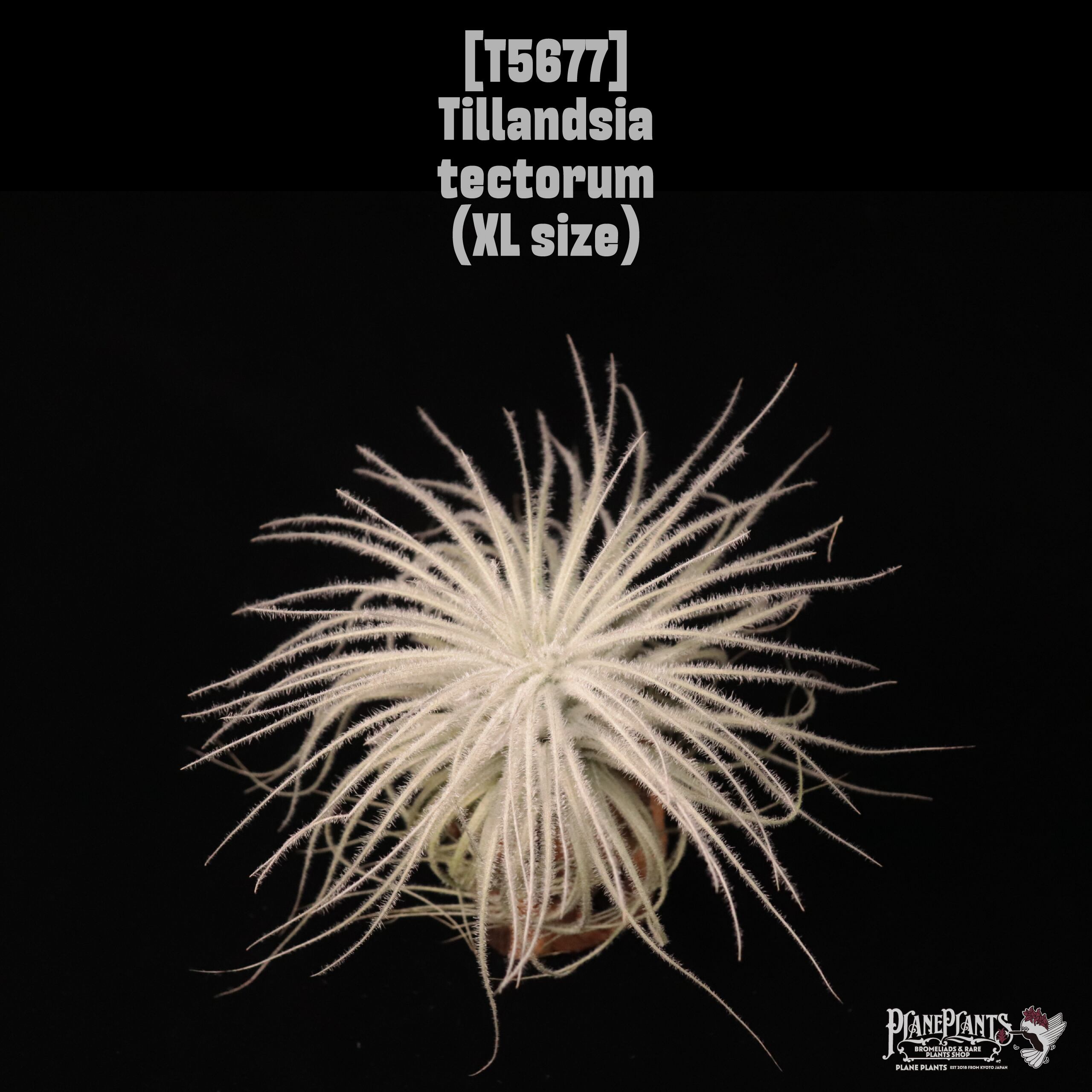 【送料無料】tectorum XL〔エアプランツ〕現品発送T5677