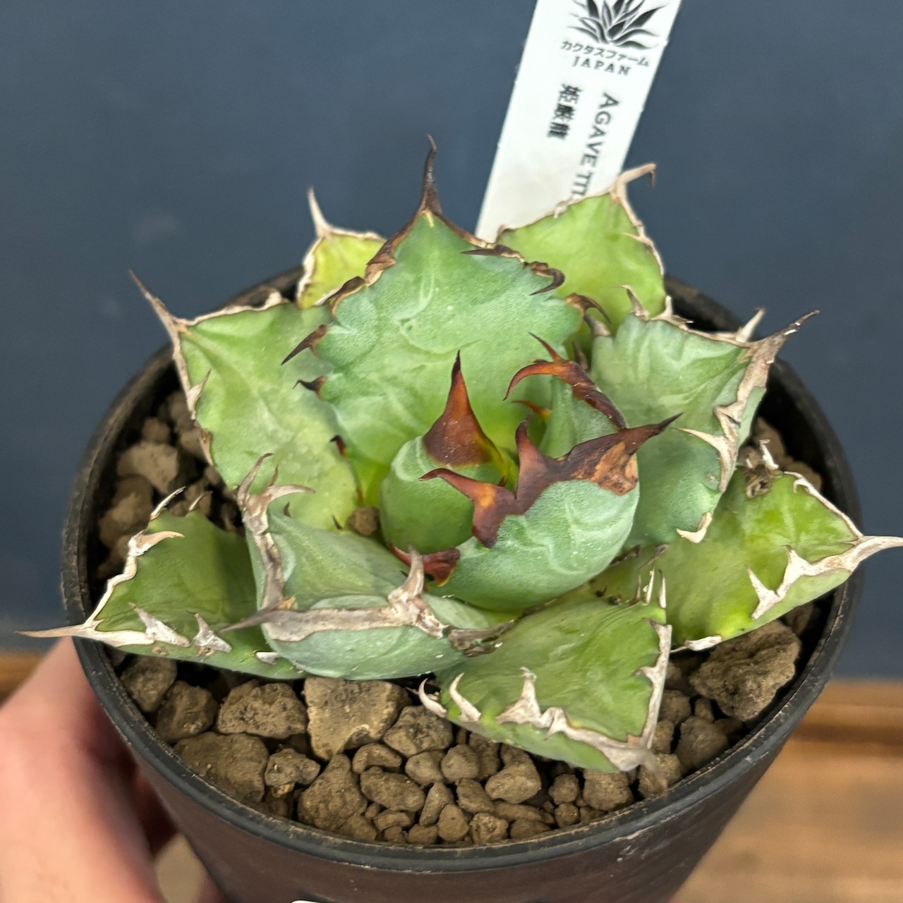 アガベ チタノタ 姫厳竜【688】