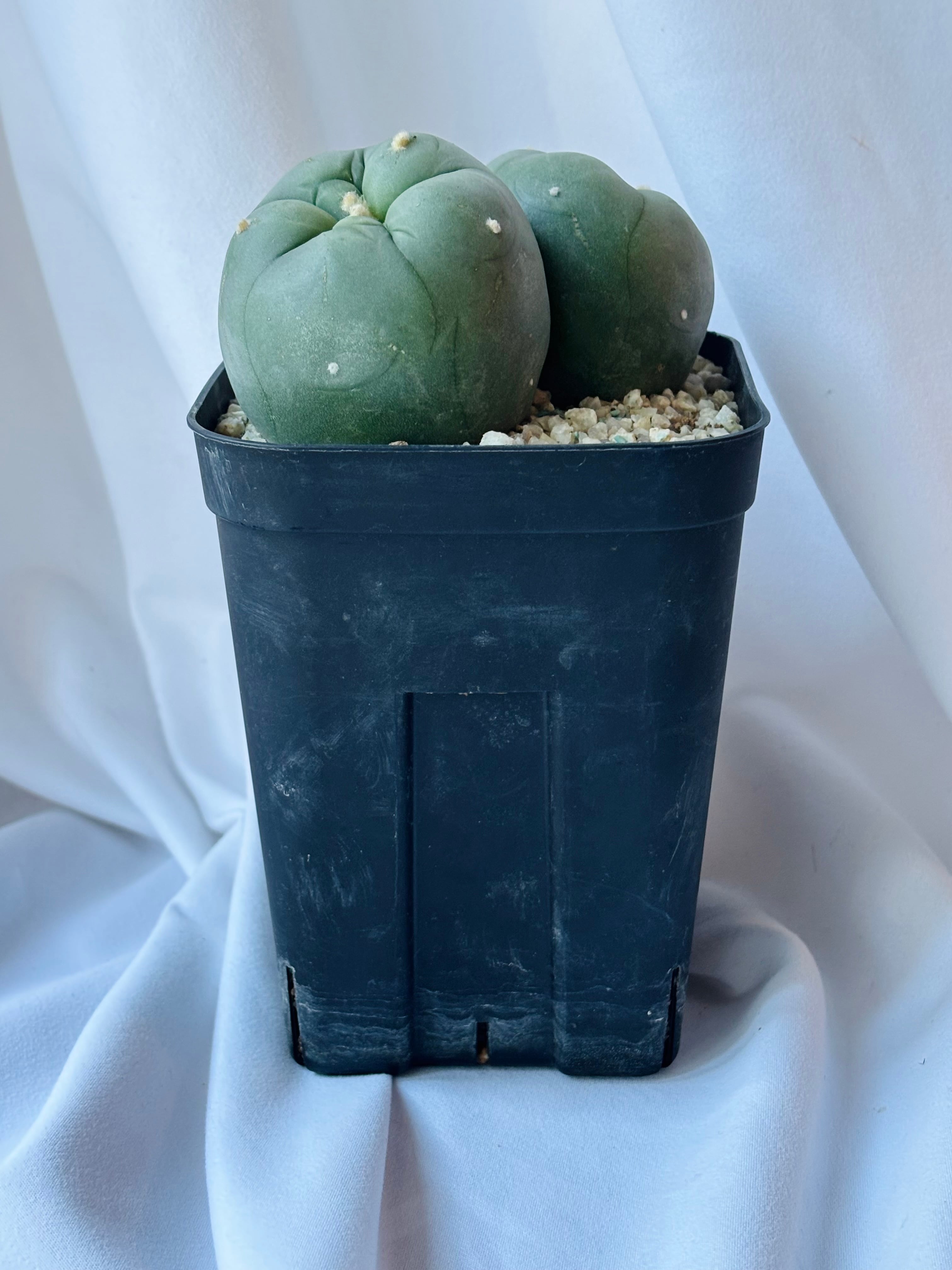 Lophophora diffusa ロフォフォラ 翠冠玉 大疣タイプ サボテン