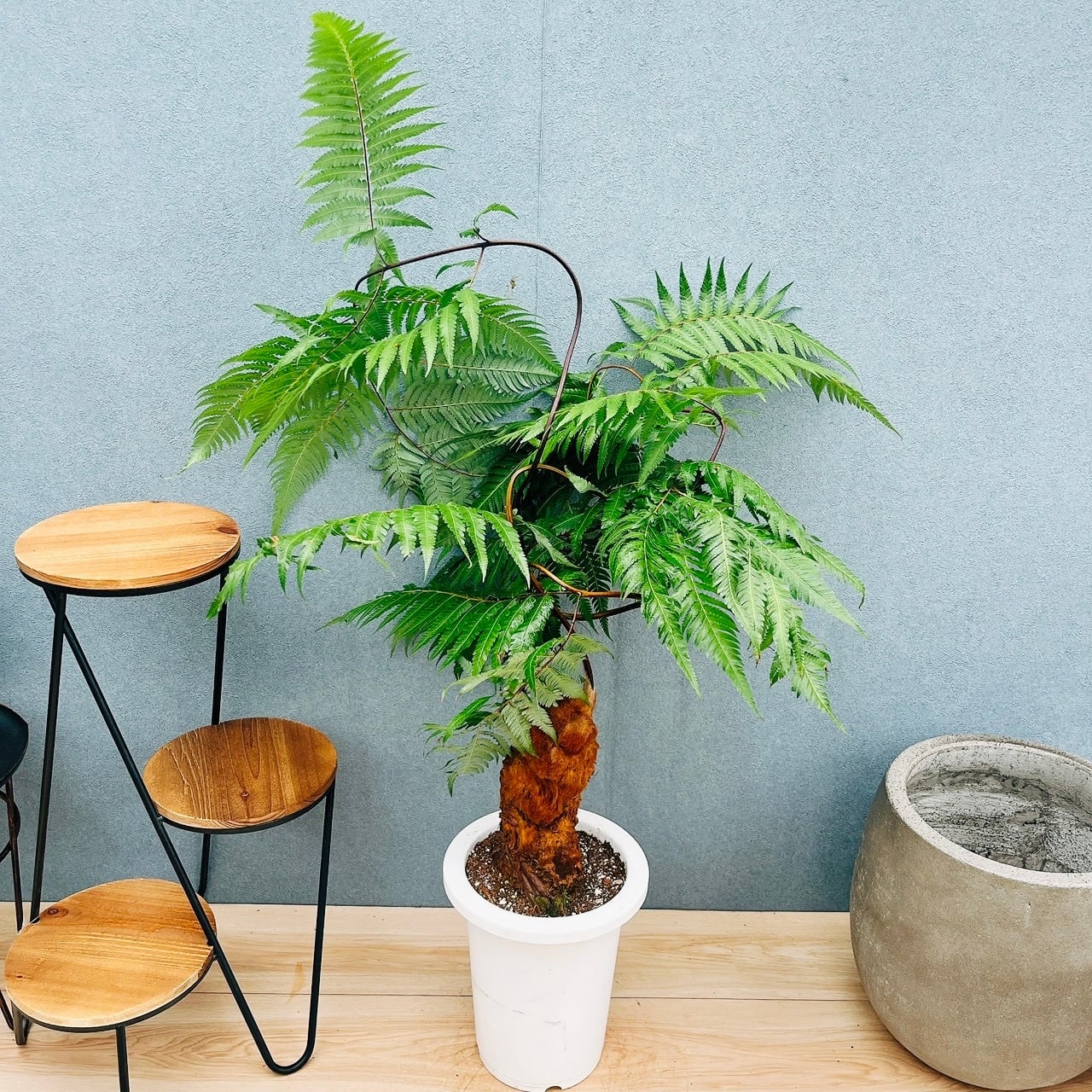 現品］【希少】J キンモウコウ 7号 観葉植物 レア 室内 希少 おしゃれ