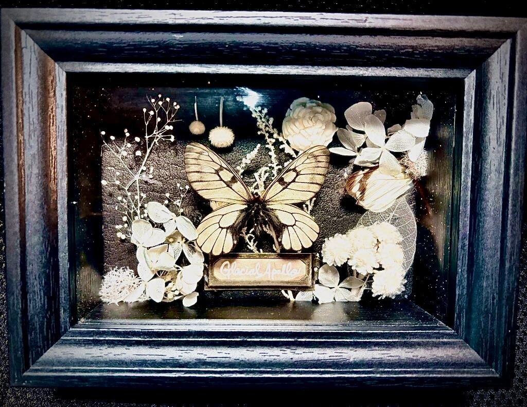 うつせみ標本屋