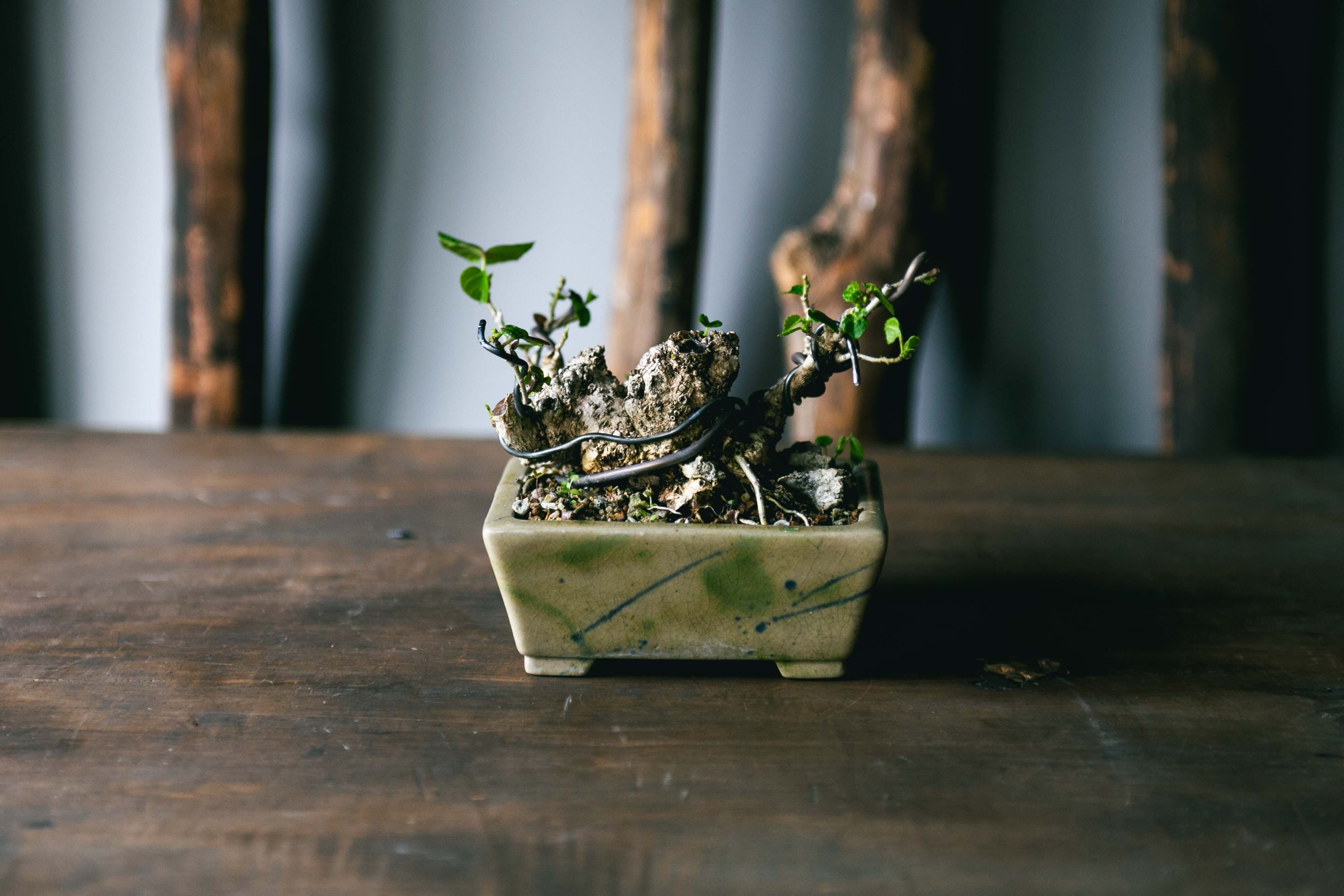 【琉球盆栽】Talipariti tiliaceum 【ユウナ / オオハマボウ】