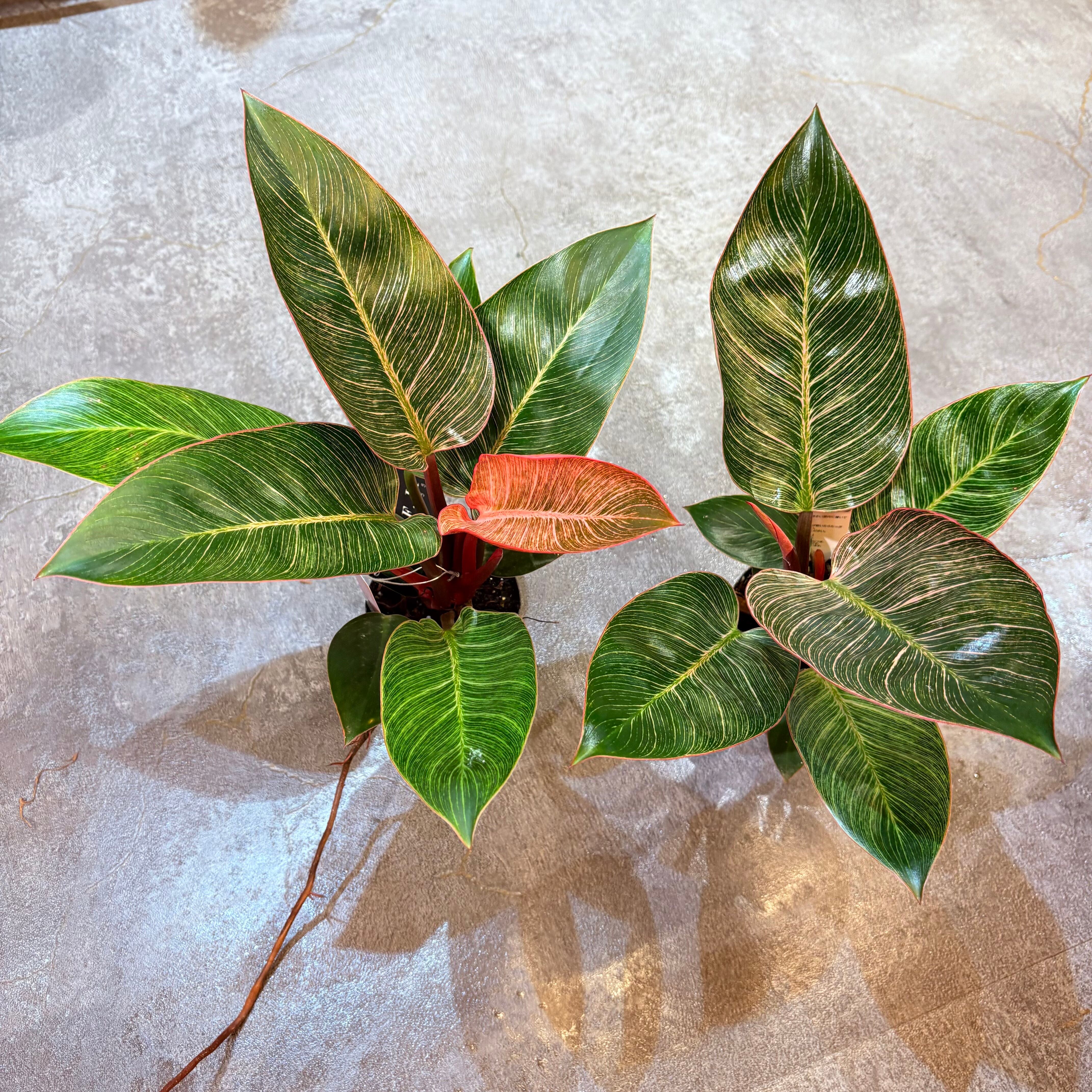 フィロデンドロン ピンクバーキン 3号【荒木植物園さん】 | Green