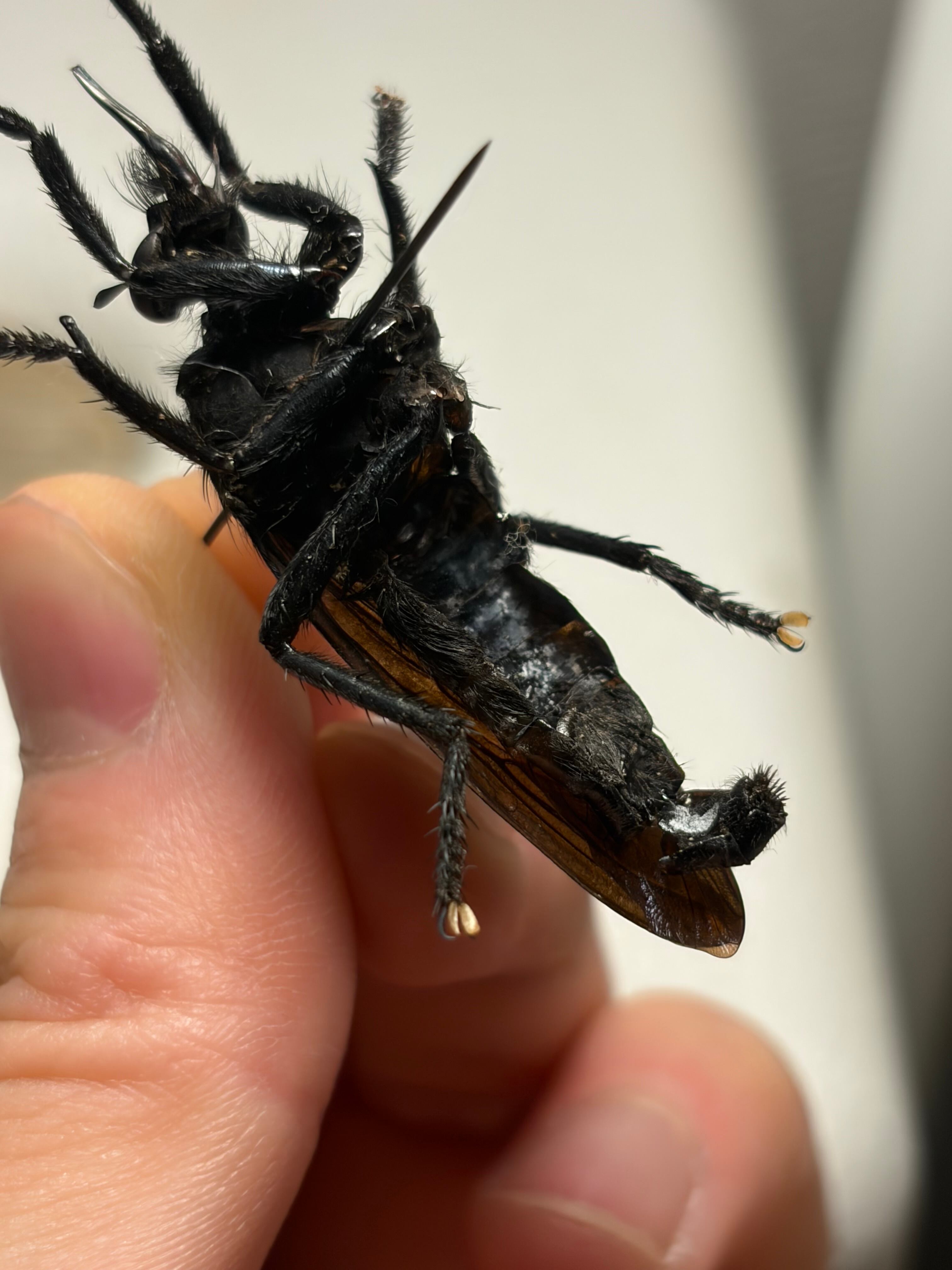 蠅最大級】ベルゼバブのようなムシヒキアブ科の一種 標本 メガララ