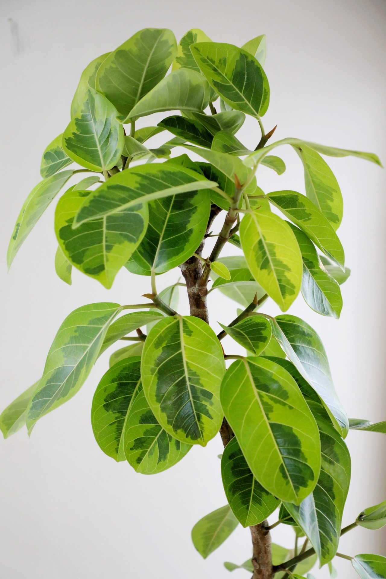 【L】【渋谷区周辺エリア/配送料無料】【177cm】フィカス アルテシマ/Ficus Altissima　※鉢カバー別