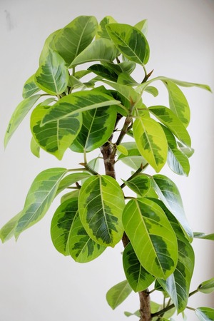 【L】【渋谷区周辺エリア/配送料無料】【177cm】フィカス アルテシマ/Ficus Altissima　※鉢カバー別