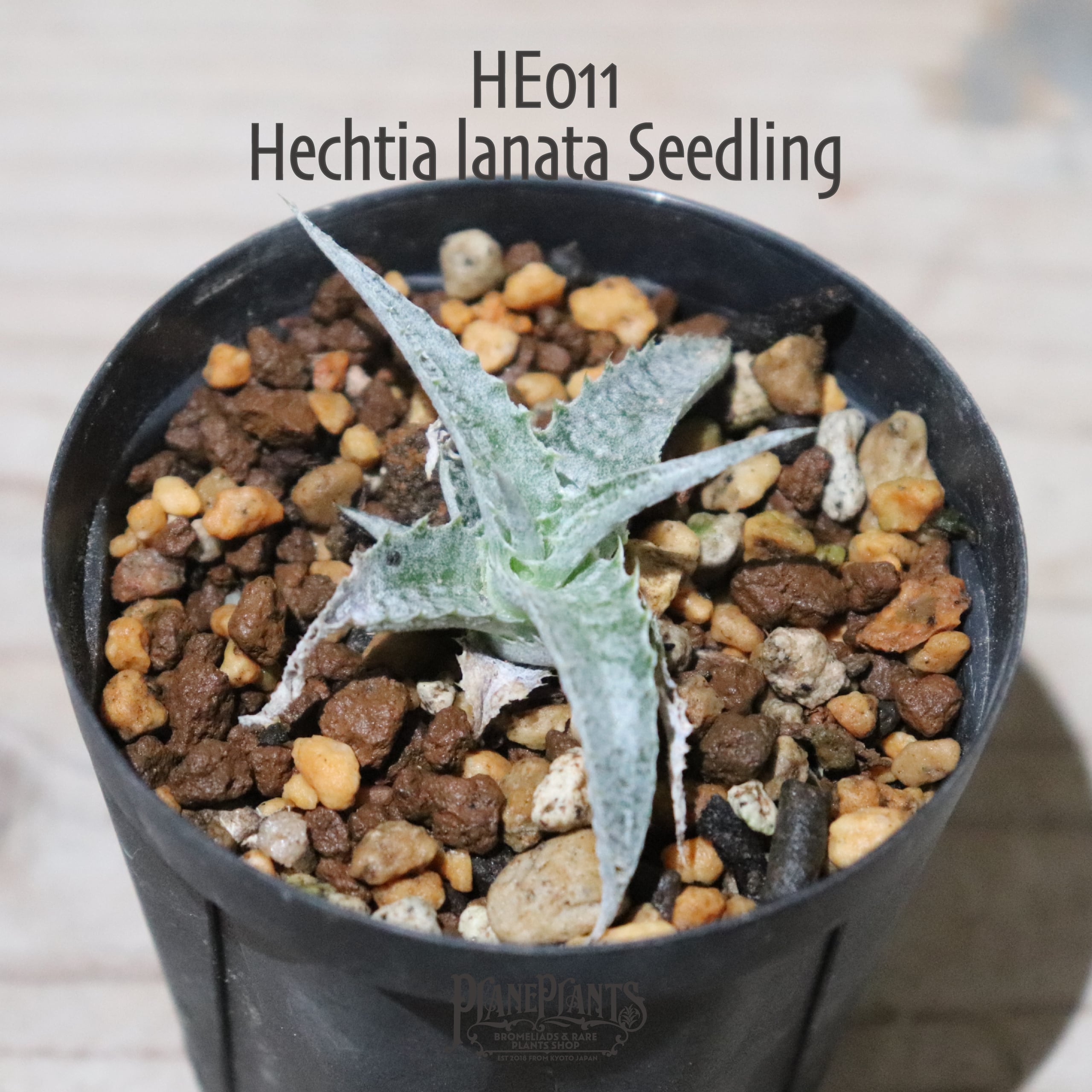 送料無料】Hechtia lanata seedling〔ディッキア〕現品発送HE011