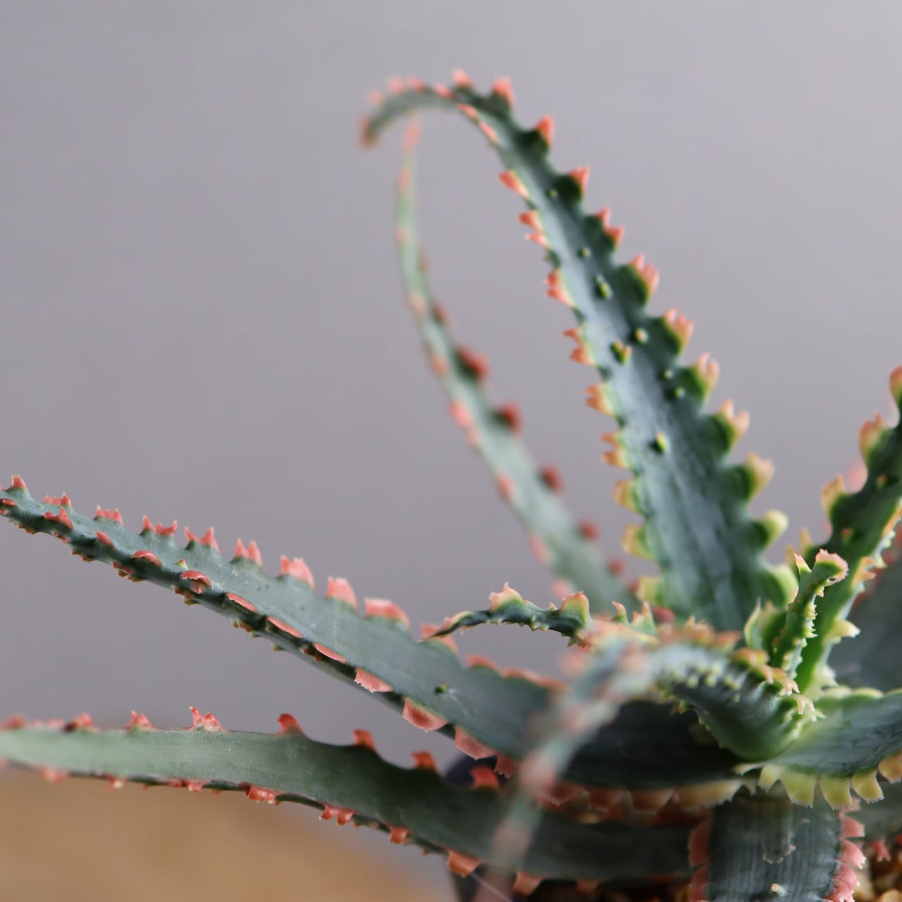 614『アロエ Aloe Sawbones' K zimmerman』観葉植物【送料無料