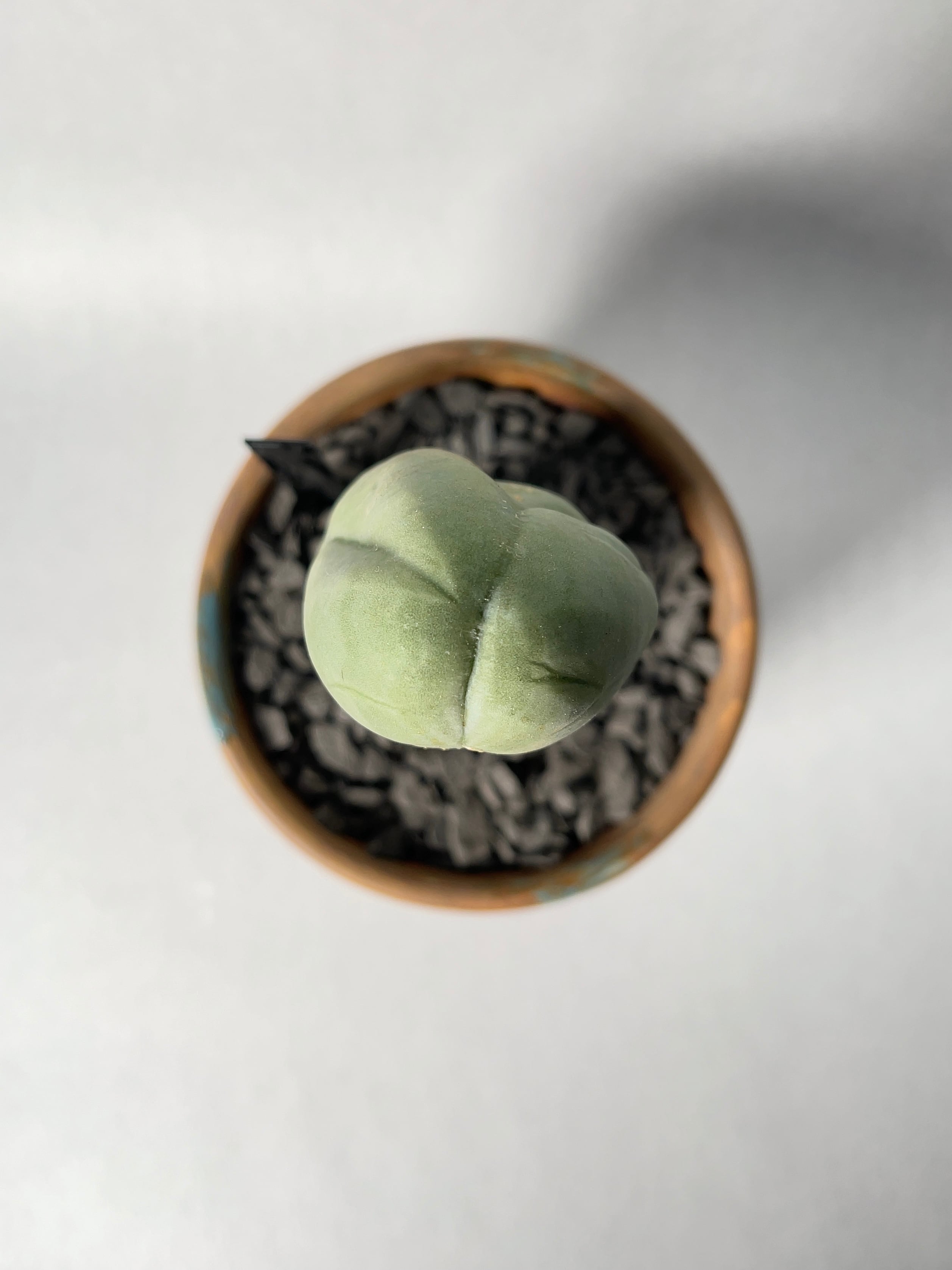 トリコセレウス・なるほど柱 | trigger