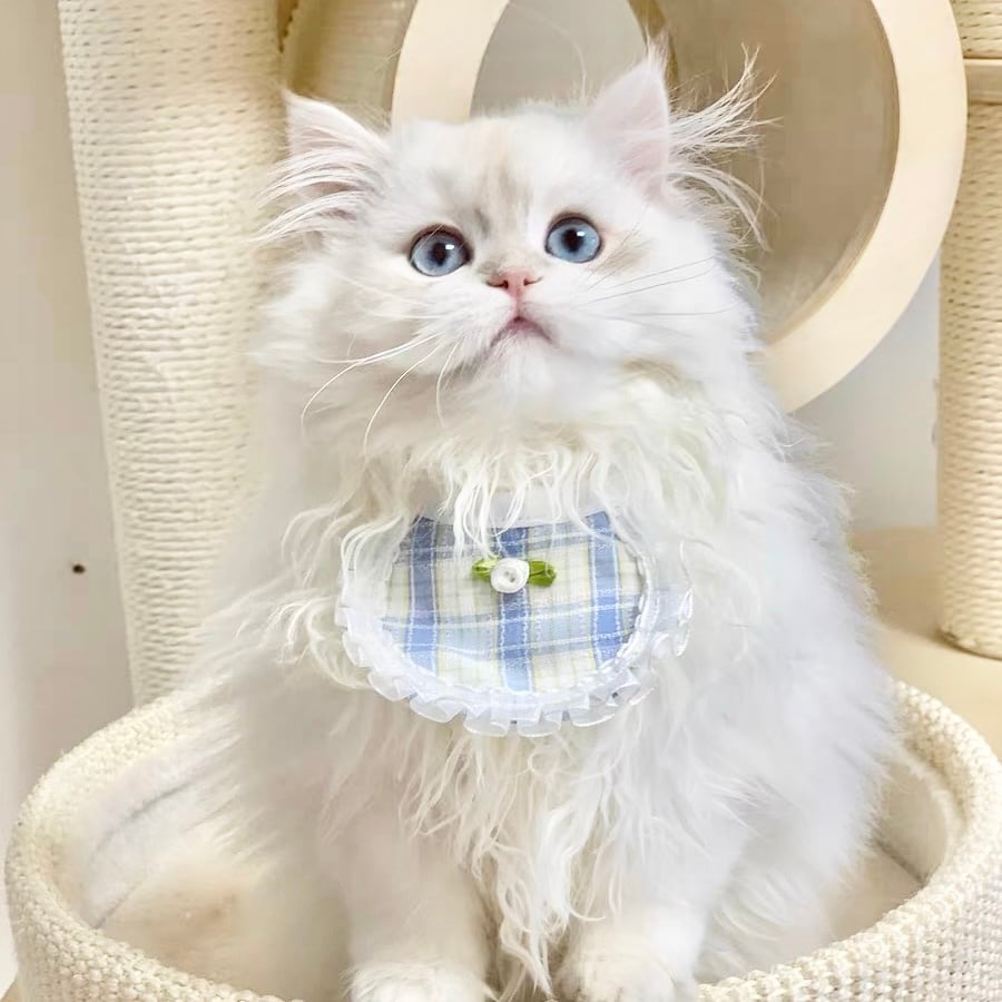 Roseチェックエプロン 猫 スタイ | nyanpets 猫グッズ専門店