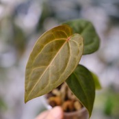 アンスリウム・ミシェル × エースオブスペード / Anthurium 'Michelle'× A. Ace of Spade③│観葉植物