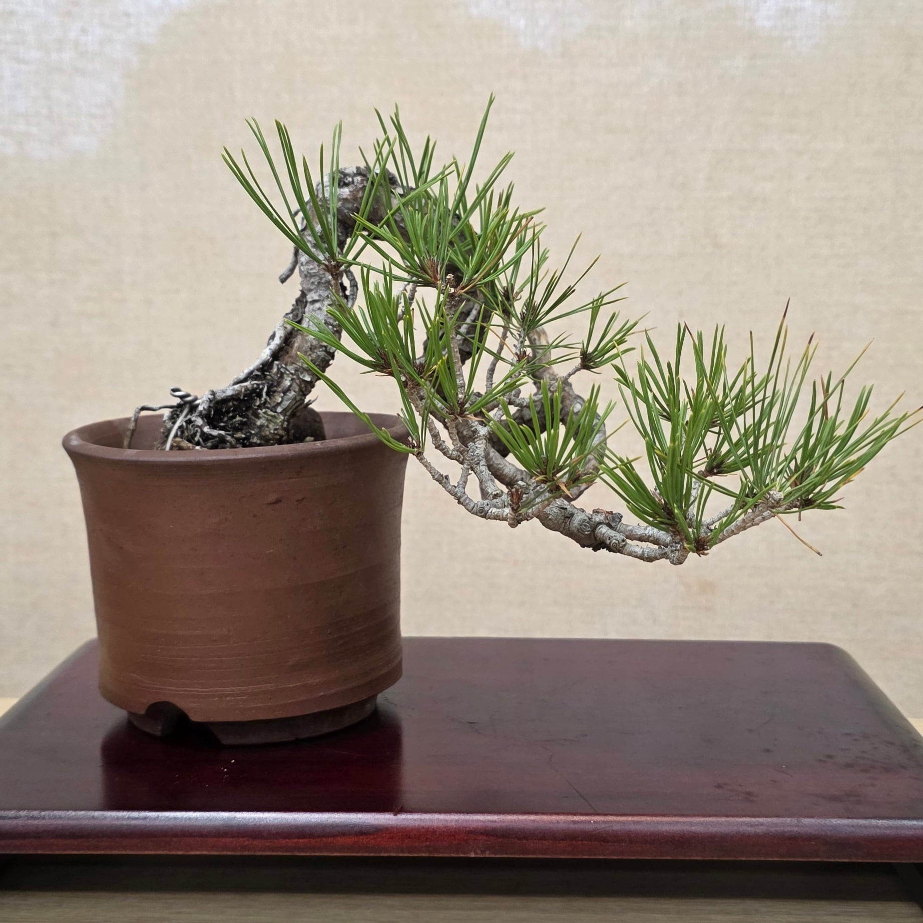 公式EC】BONSAI IKUMA